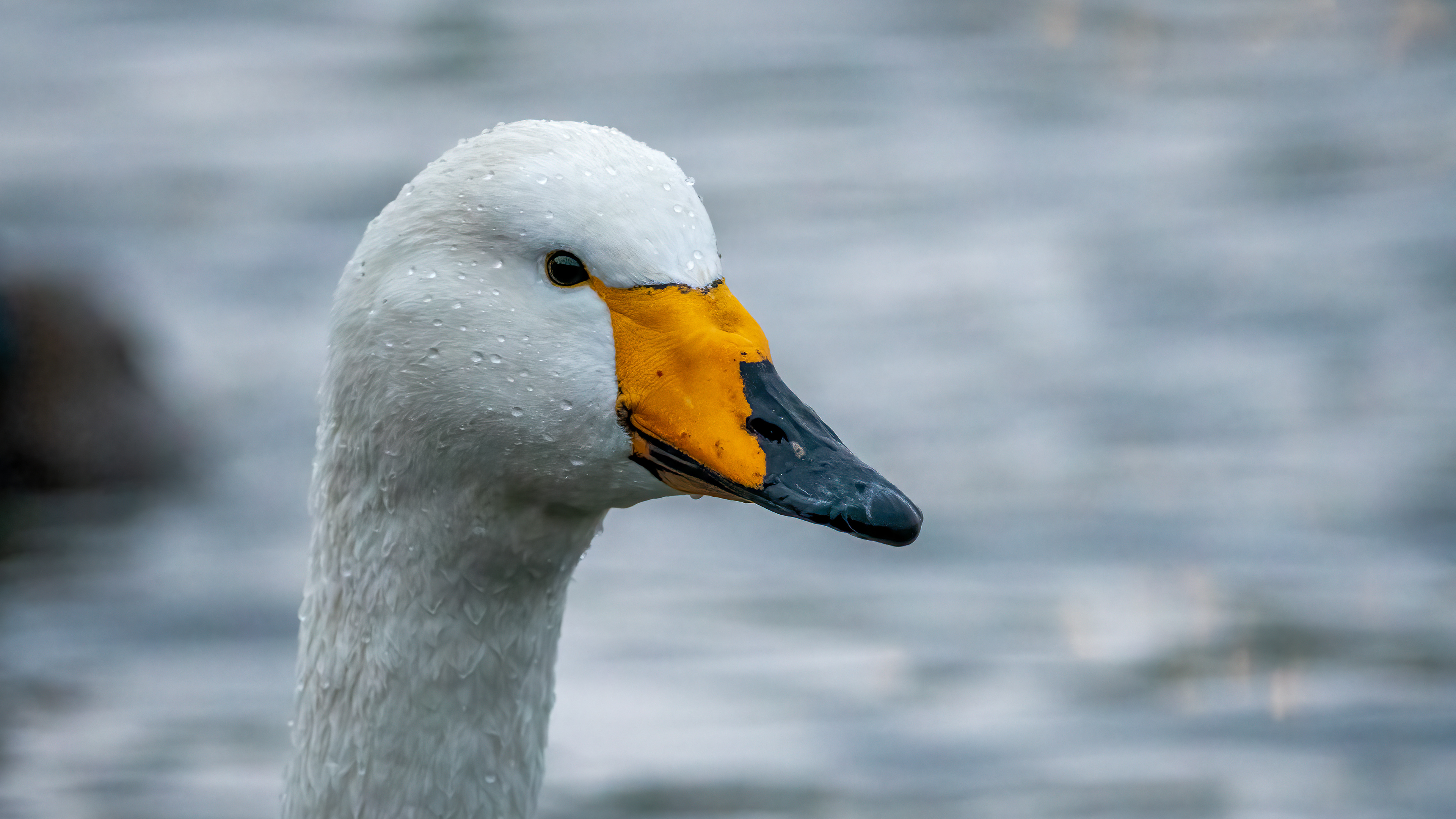 Whooper Swan