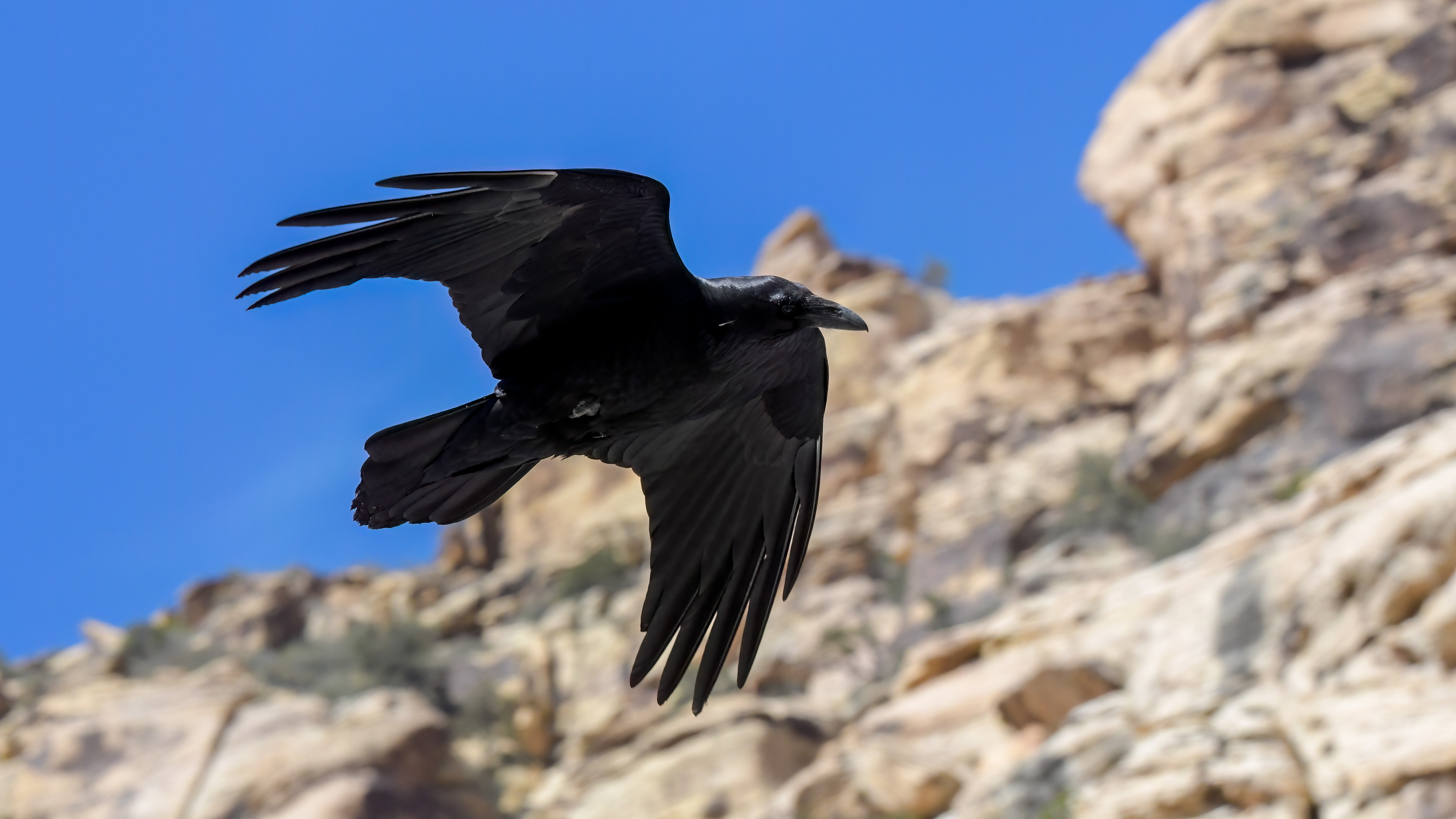 Common Raven