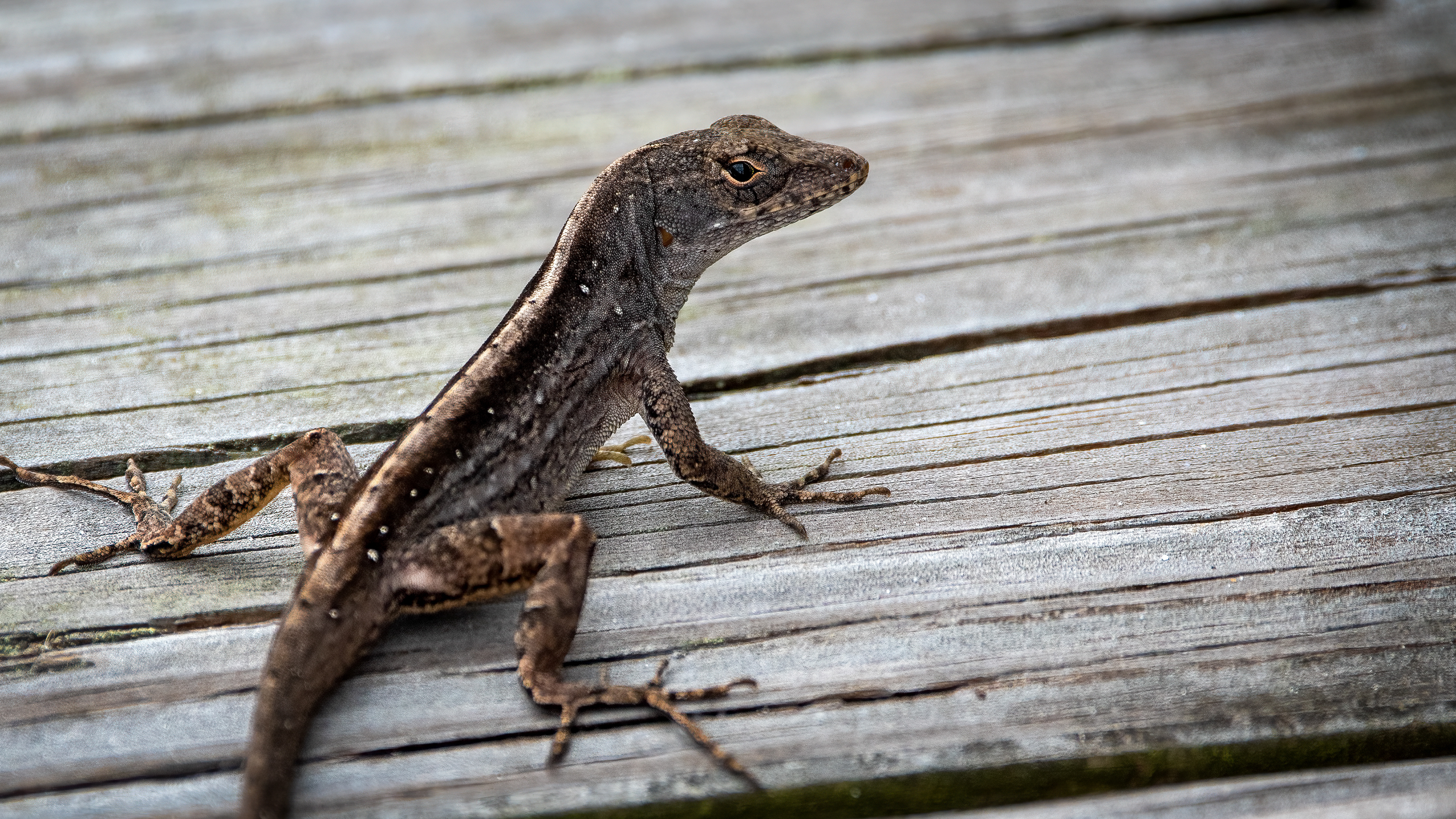 Brown Anole