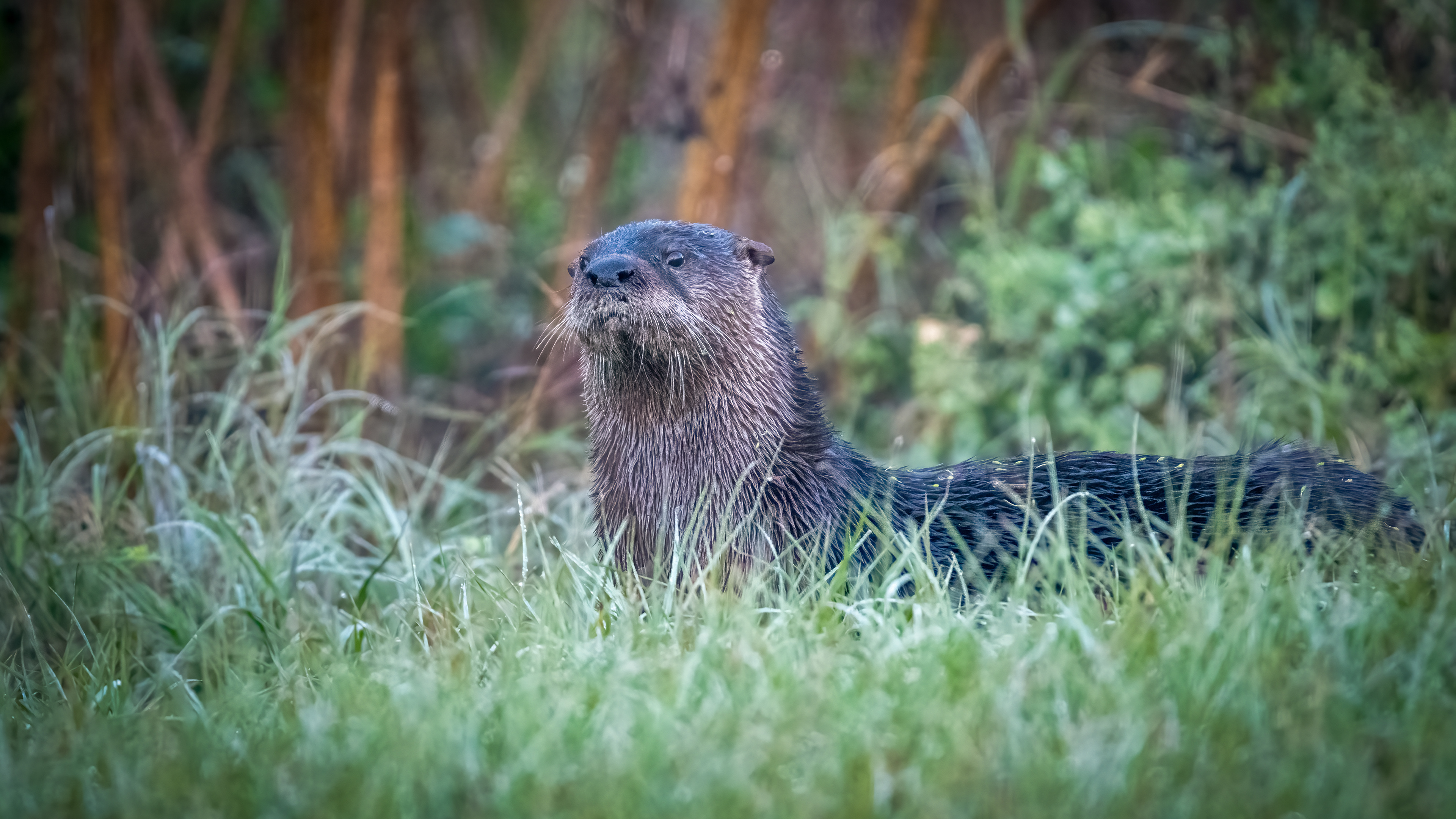 River Otter