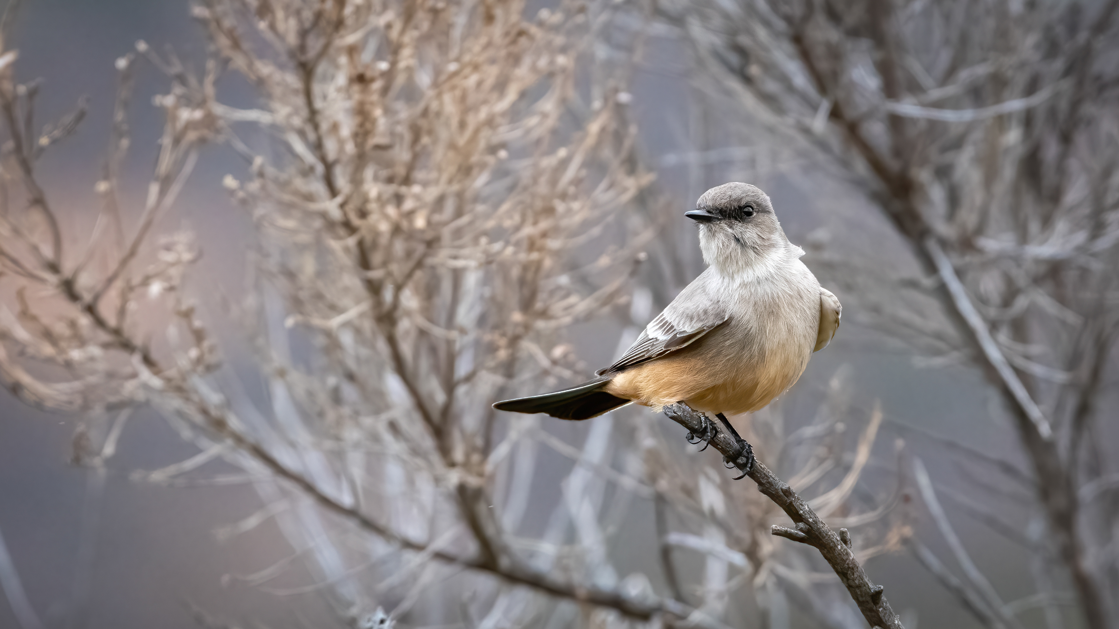 Say's Phoebe