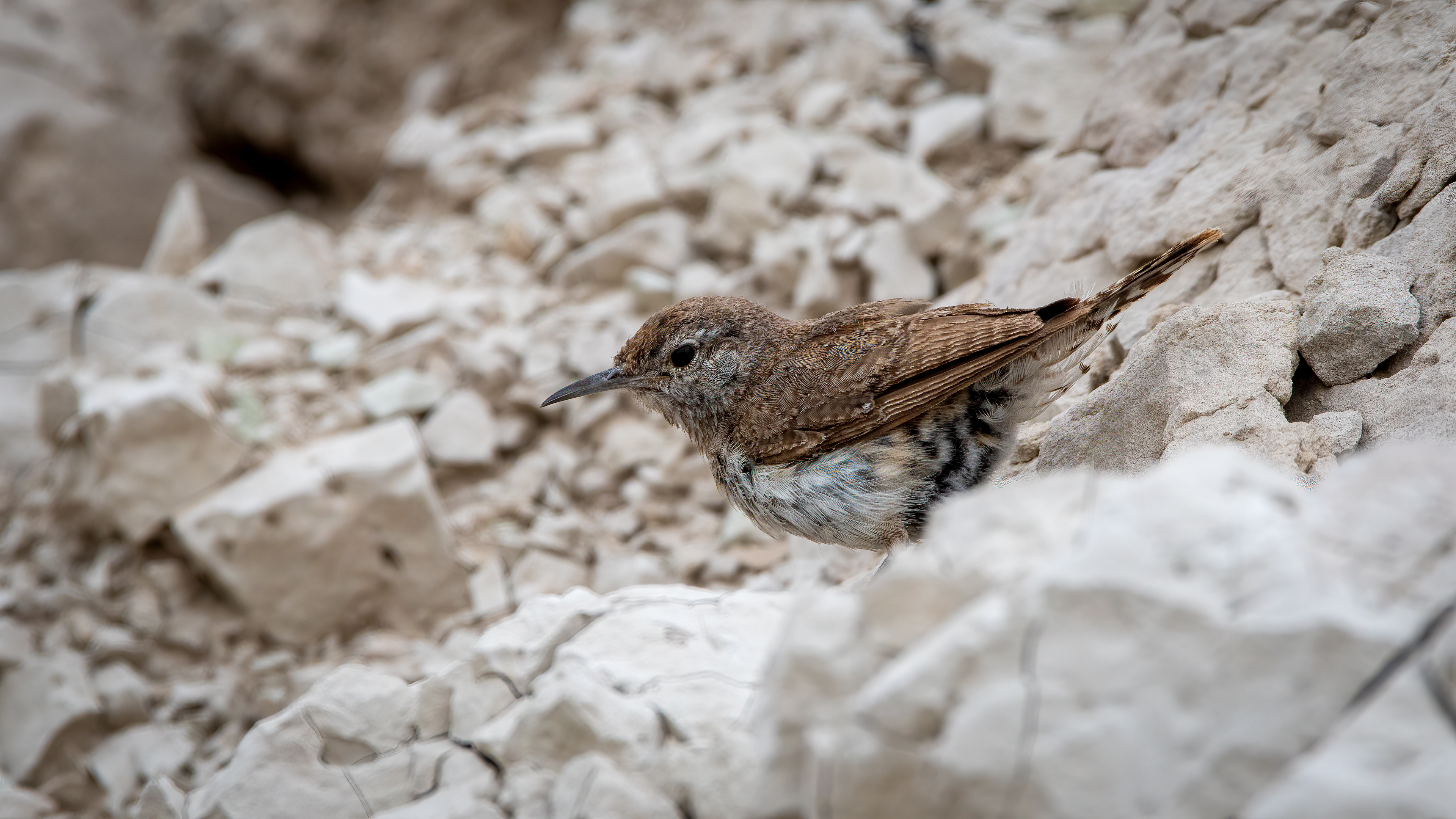 Rock Wren, my 500th Lifer!