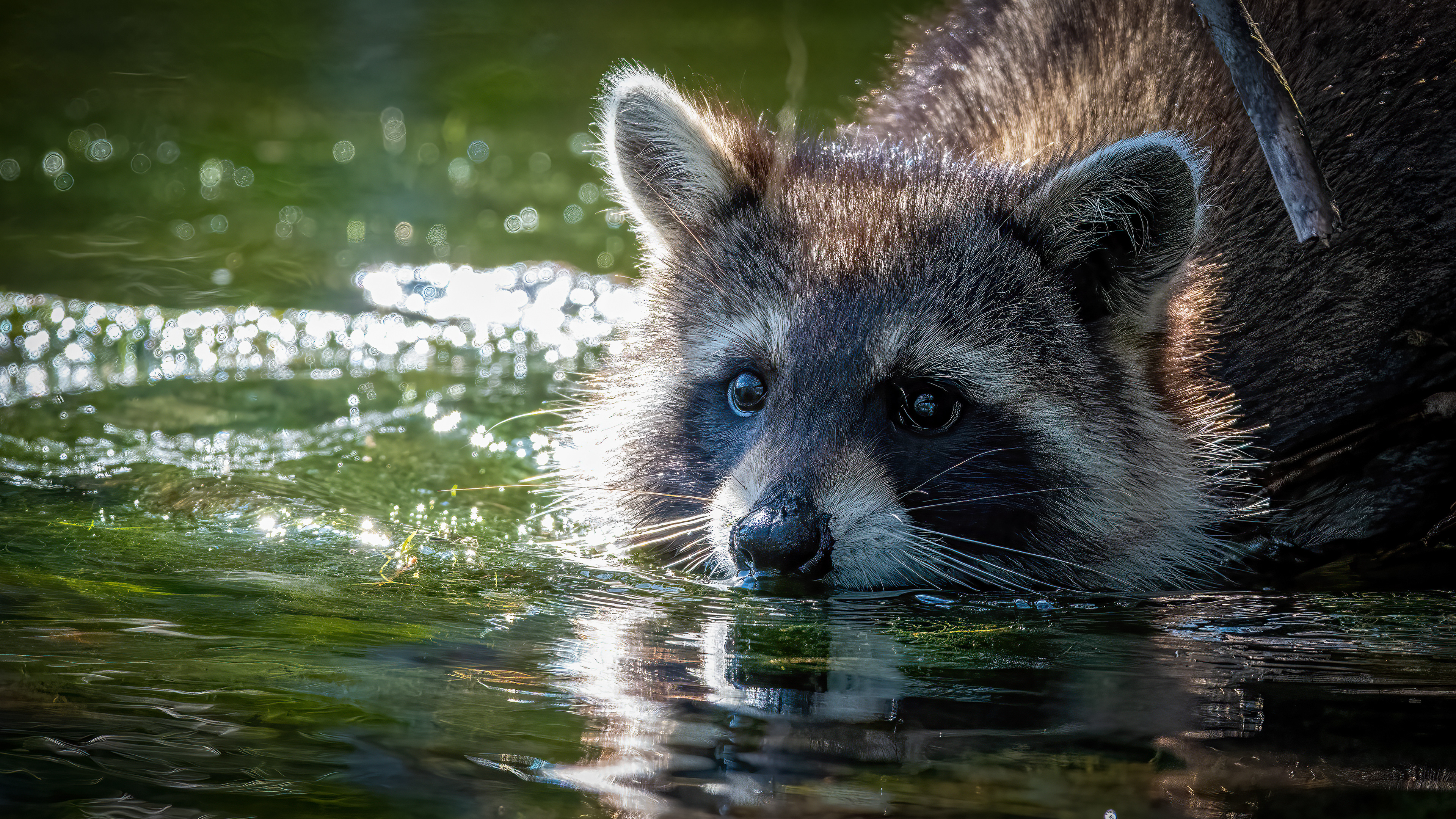 Raccoon