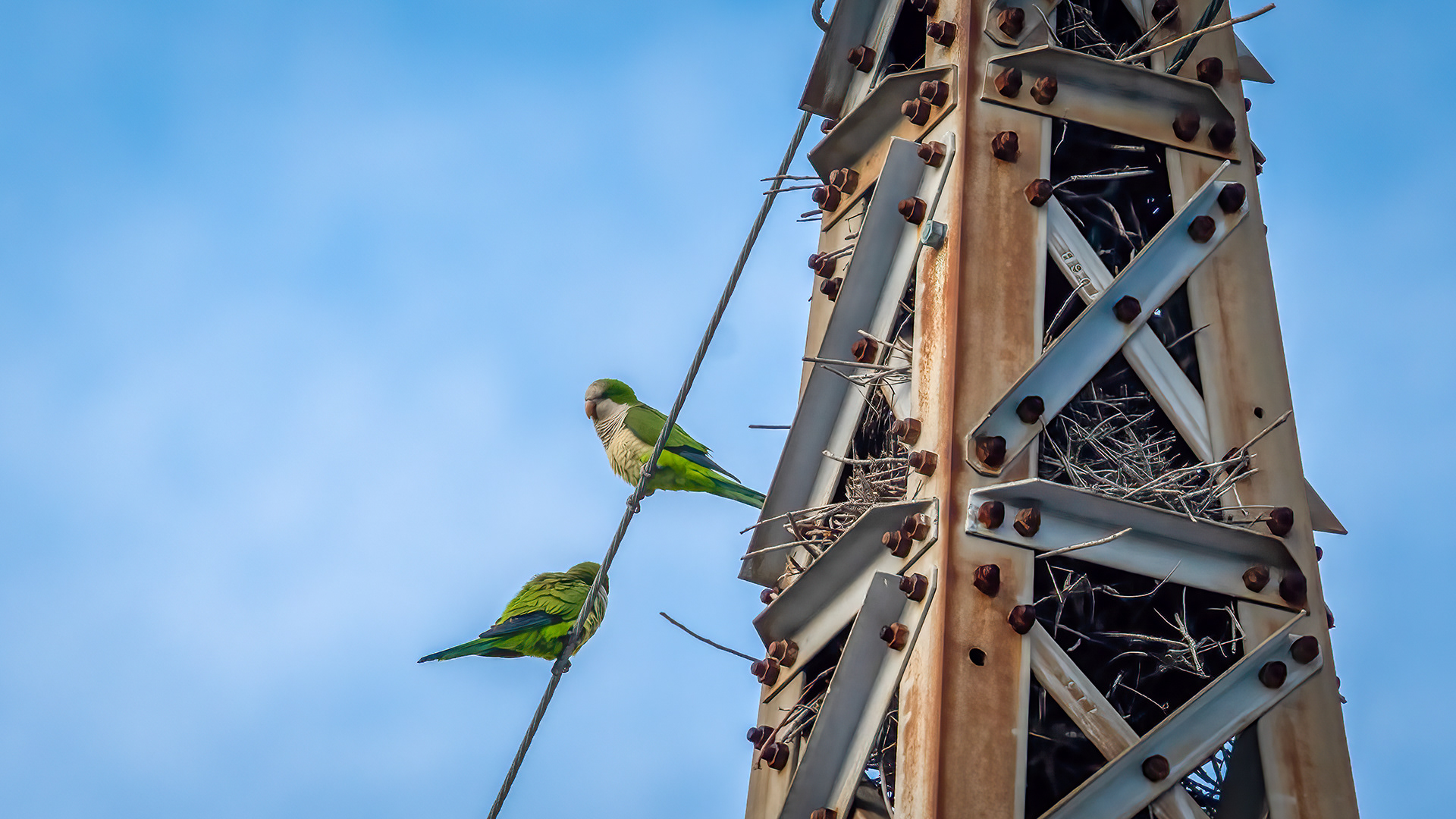 Monk Parakeet