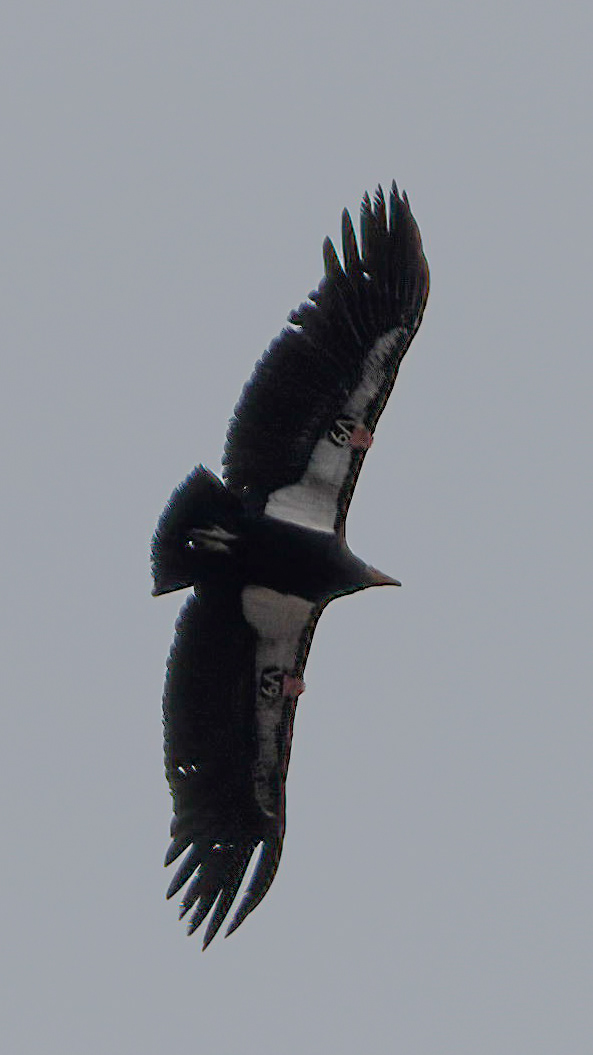 California Condor