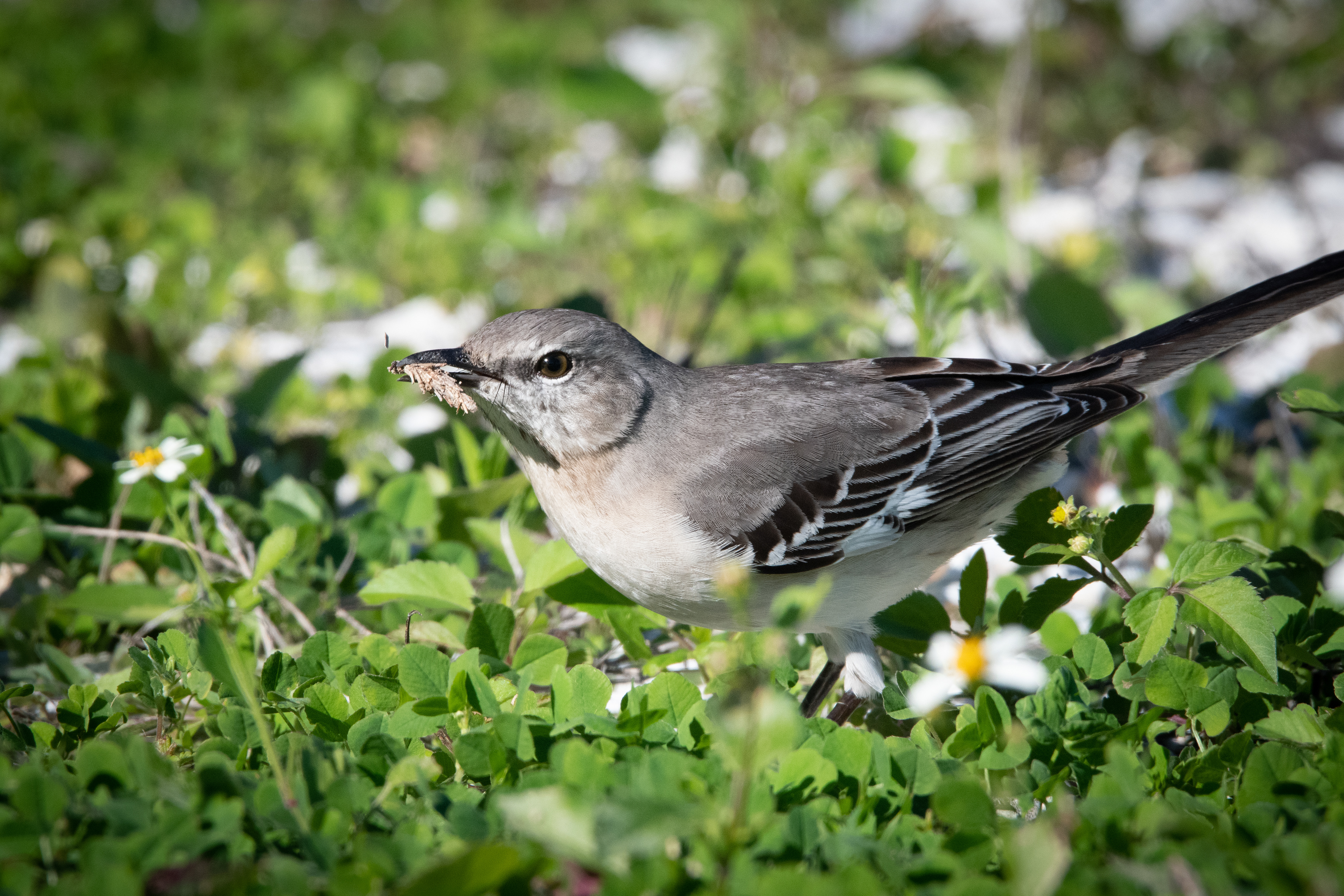 Northern Mockingbird