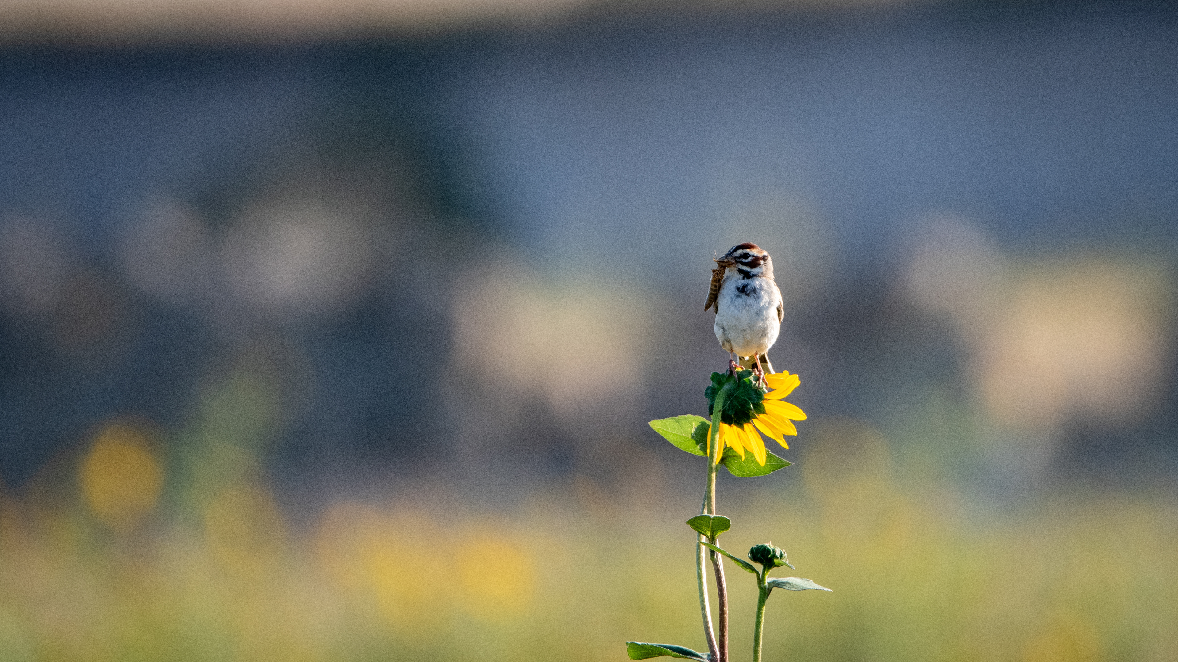 Lark Sparrow on Sunflower