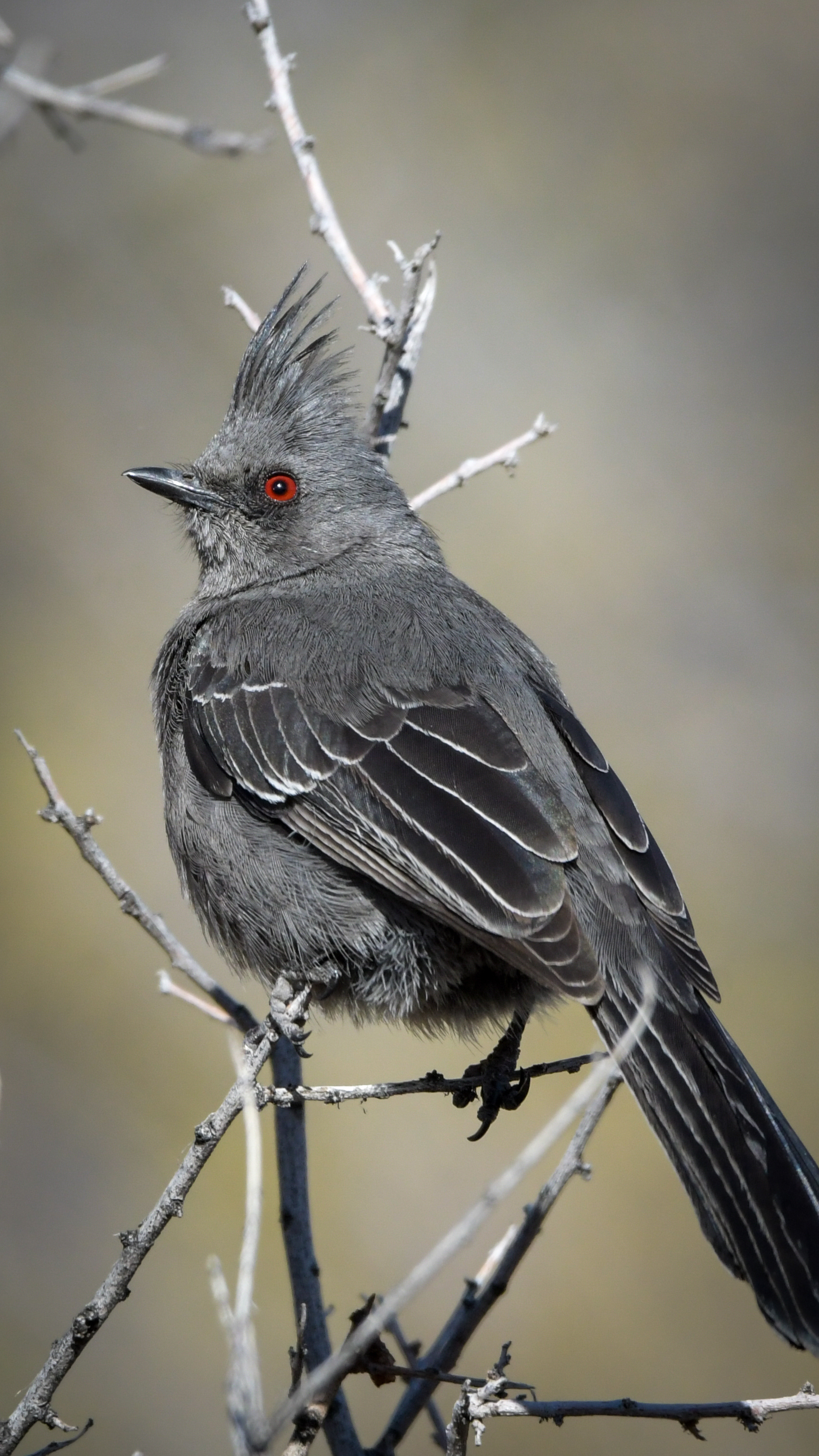 Phainopepla