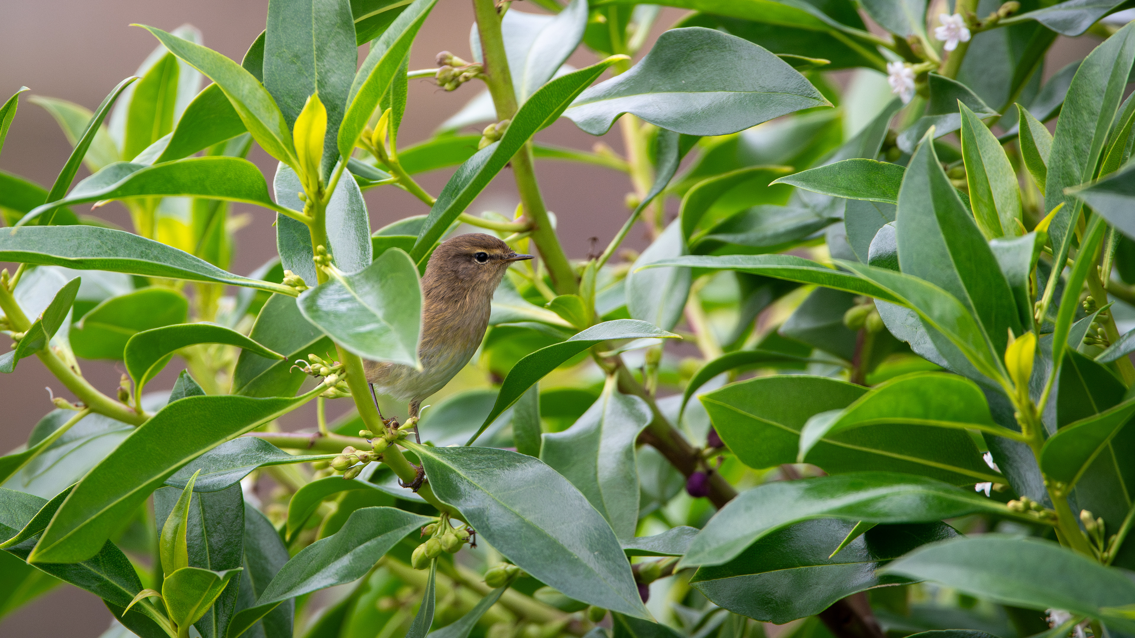 Chiffchaff