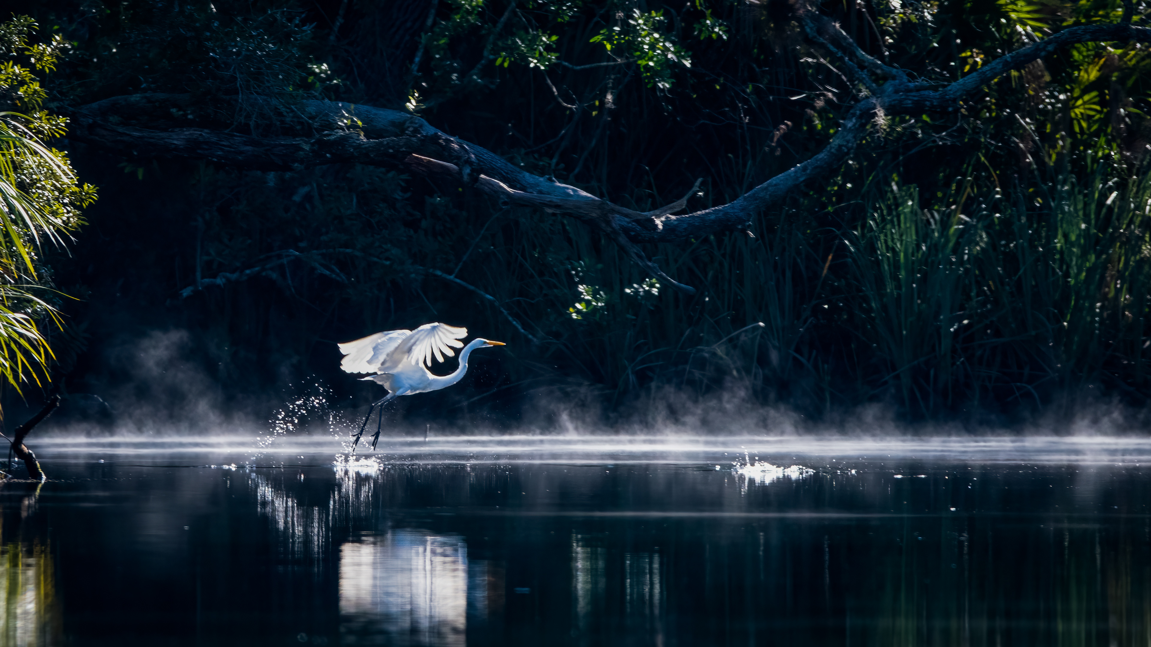 Great Egret