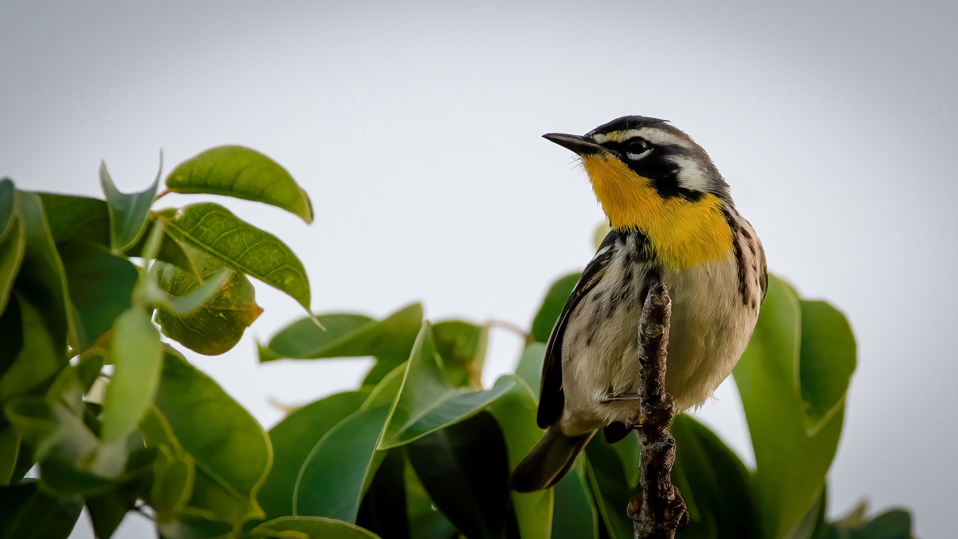 Yellow Throated Warbler