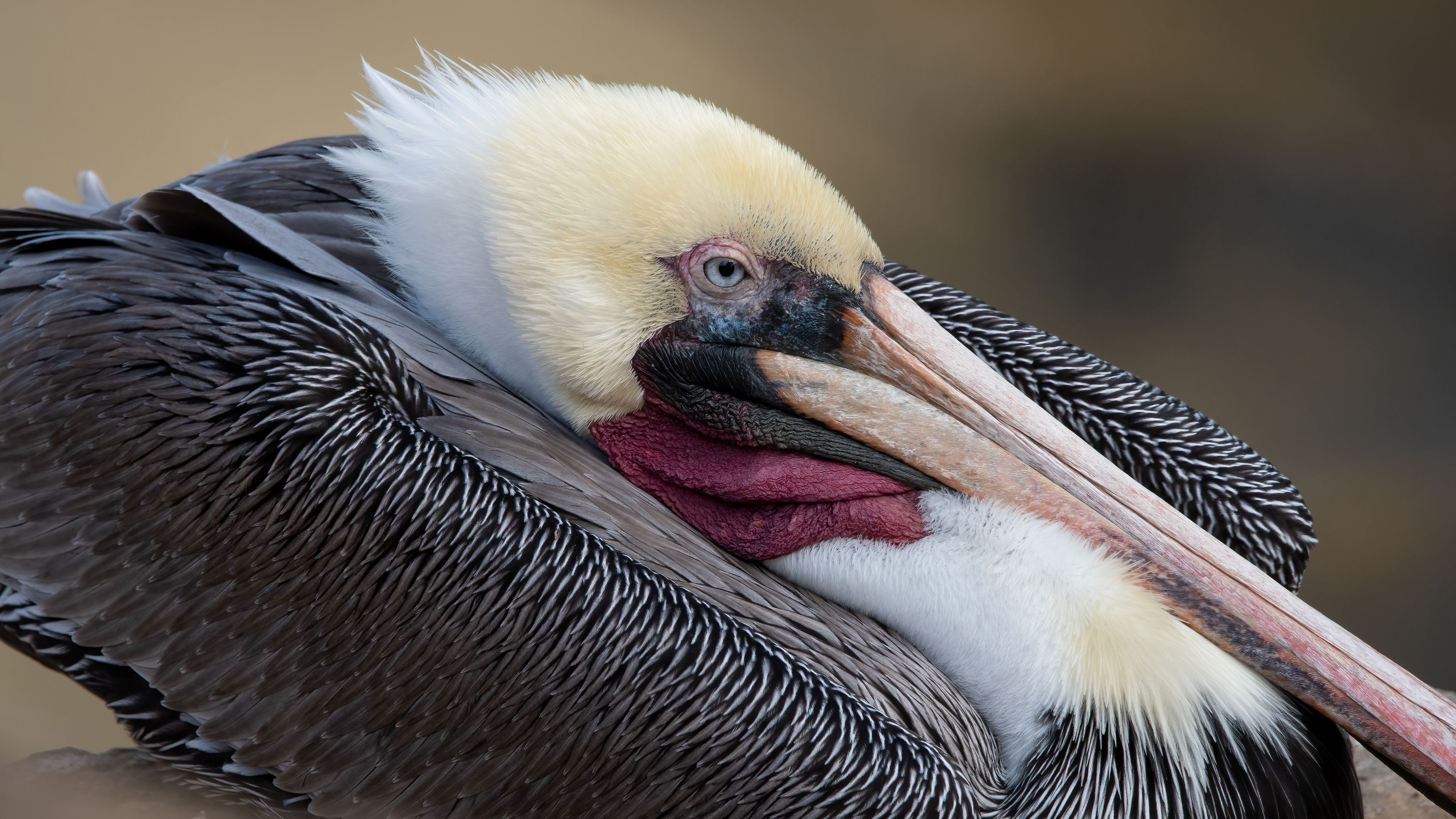 Brown Pelican