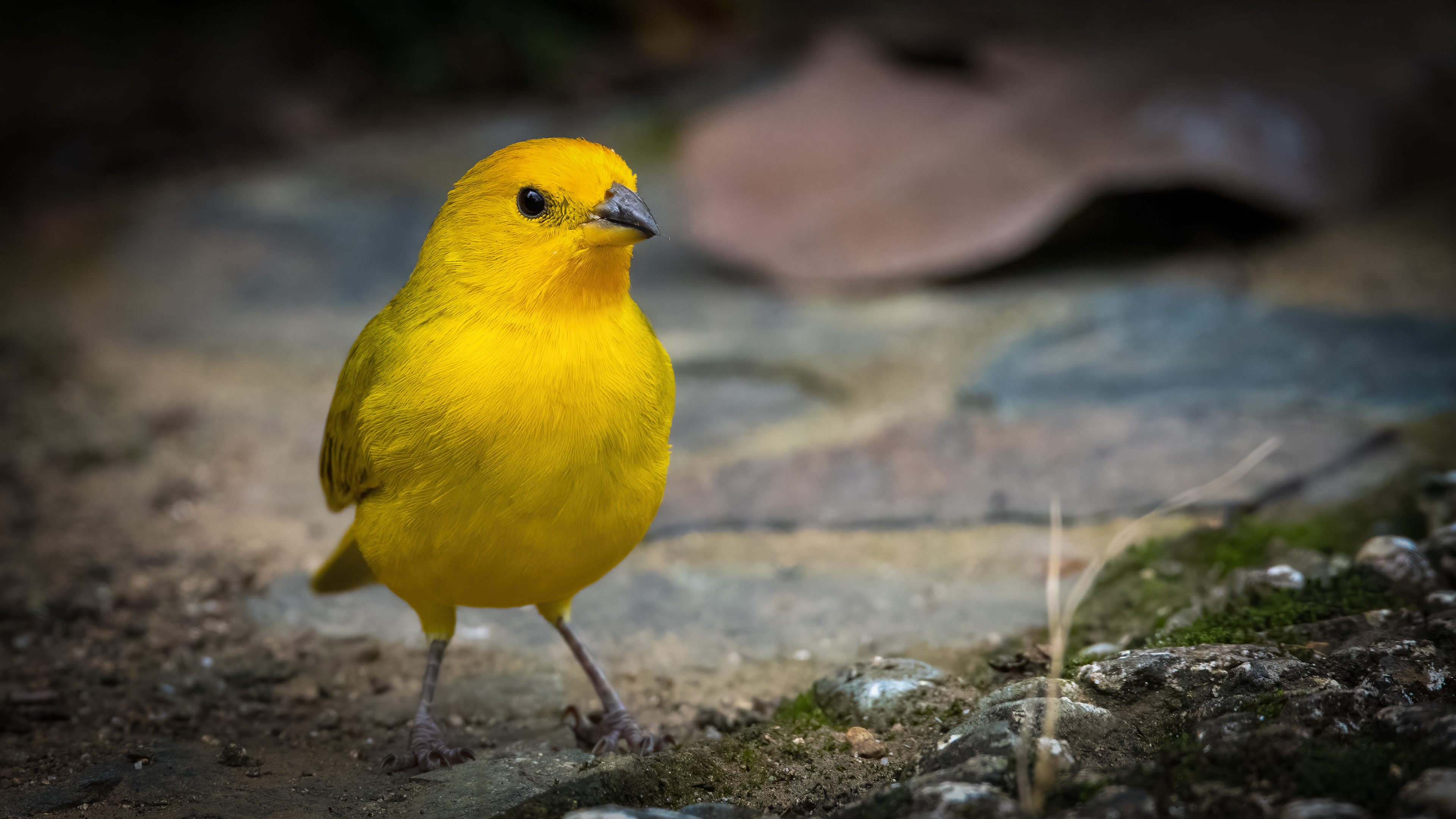 Saffron Finch