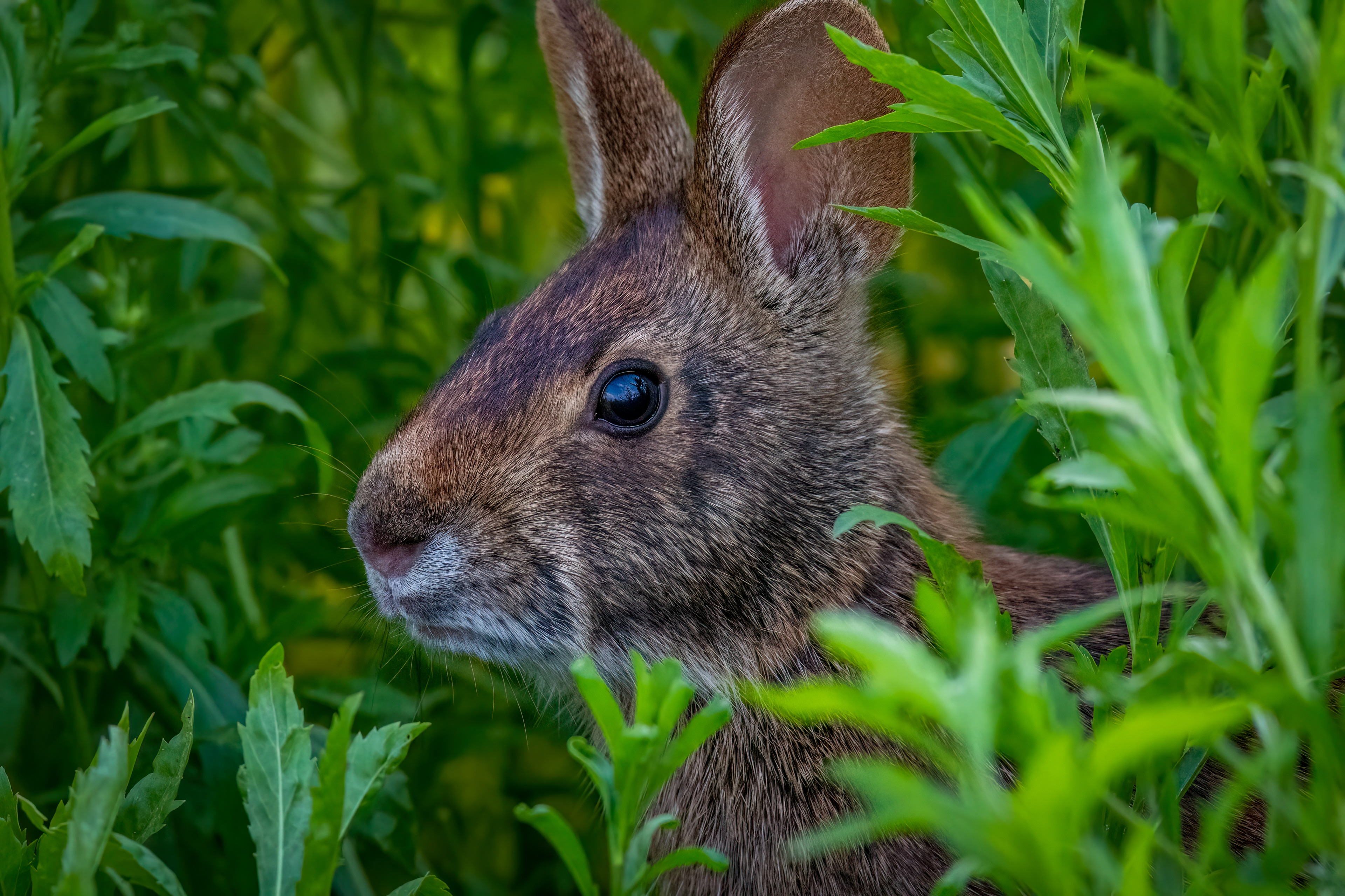 Marsh Rabbit