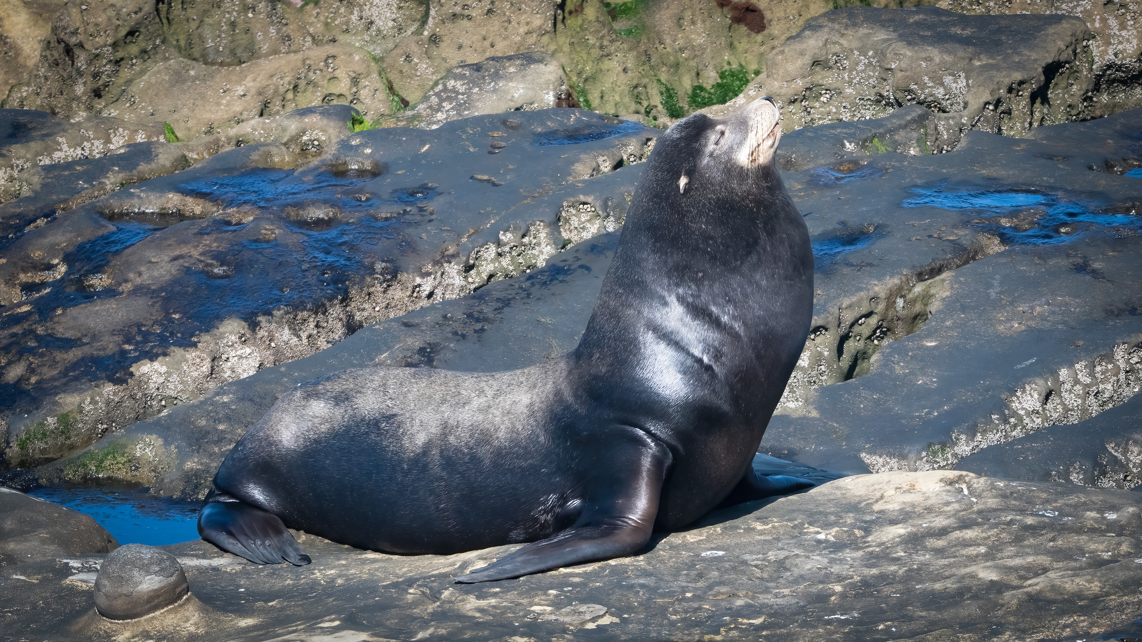 California Sea Lion