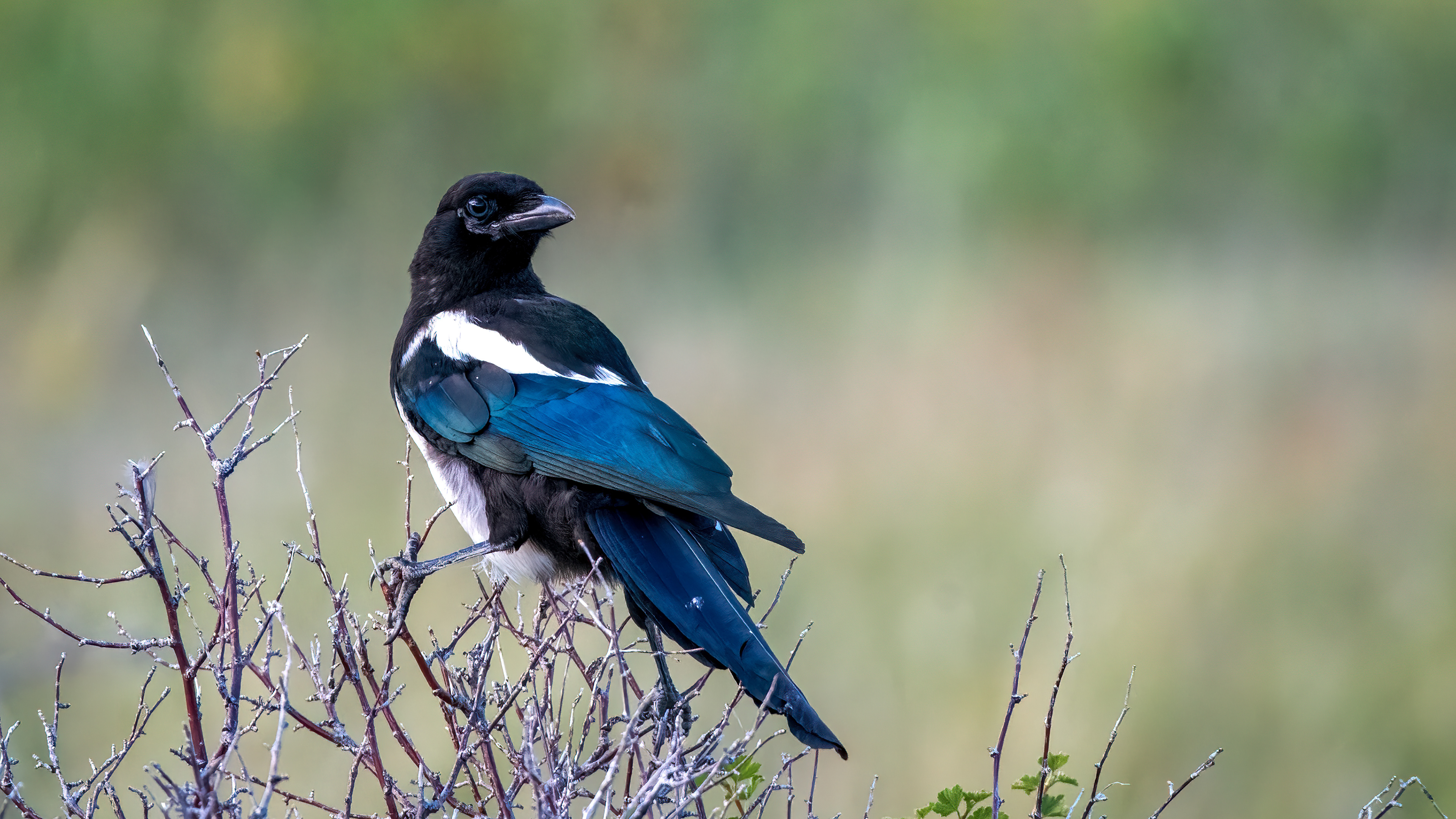 Black Billed Magpie