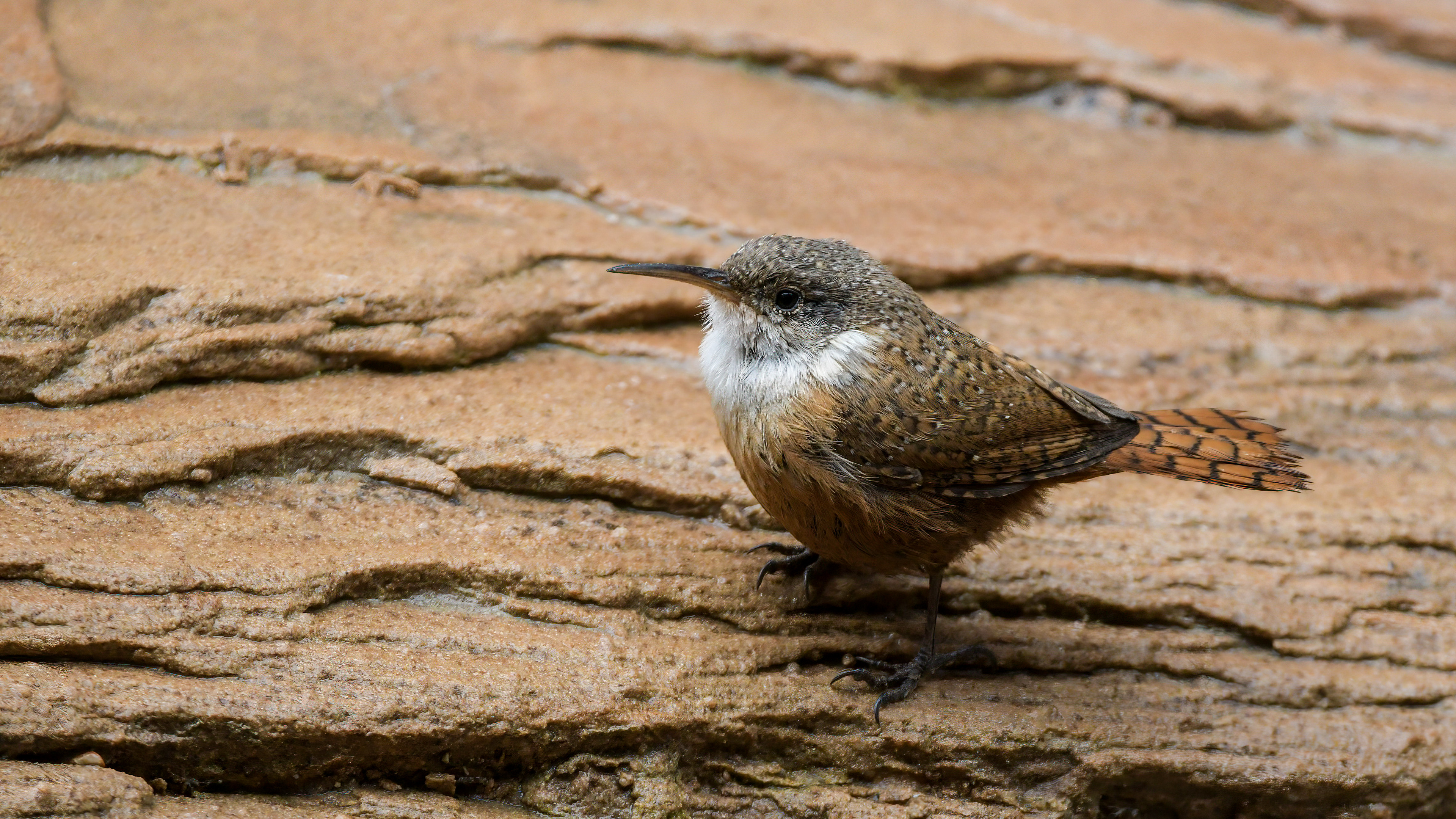 Canyon Wren