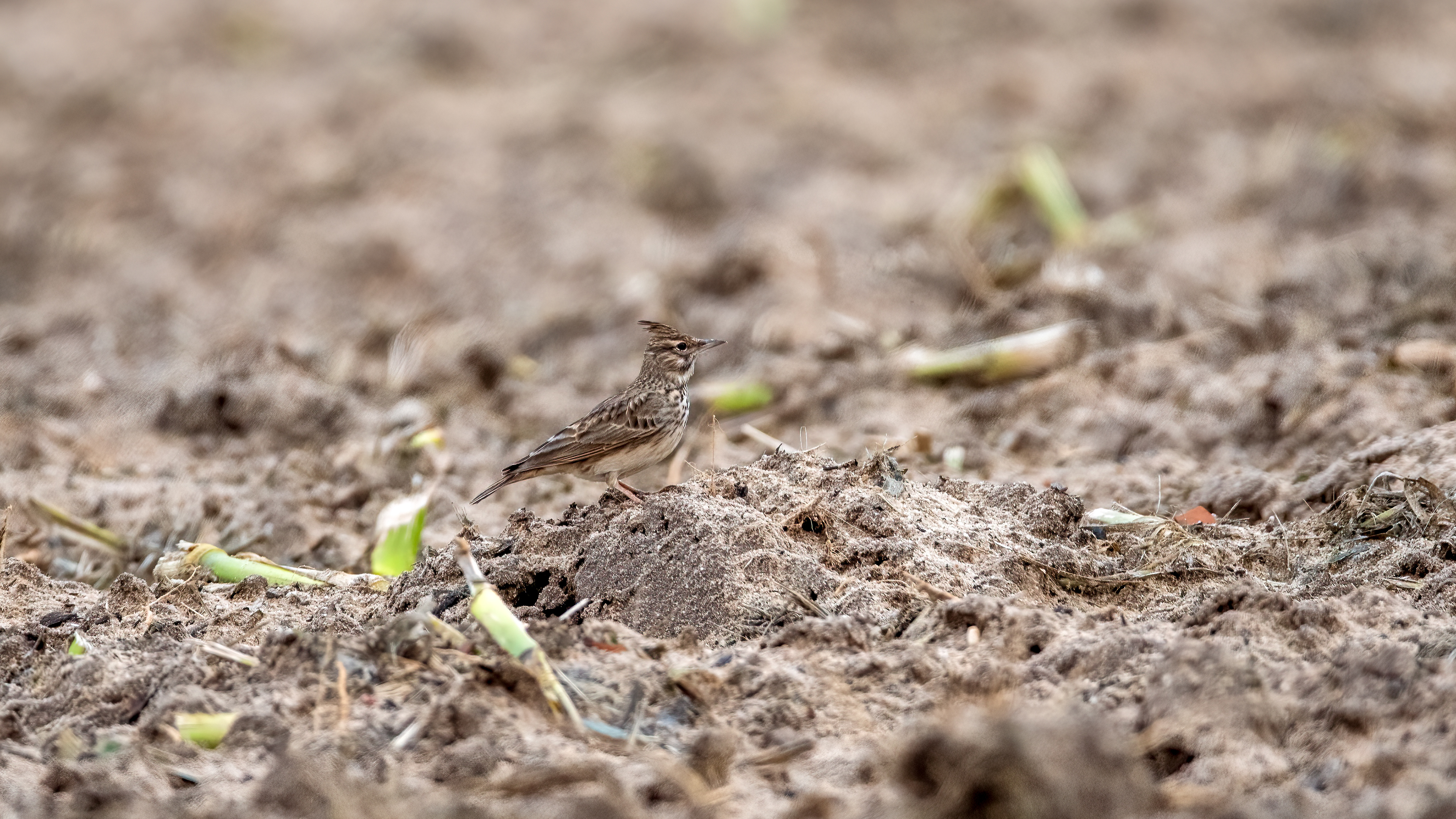 Crested Lark