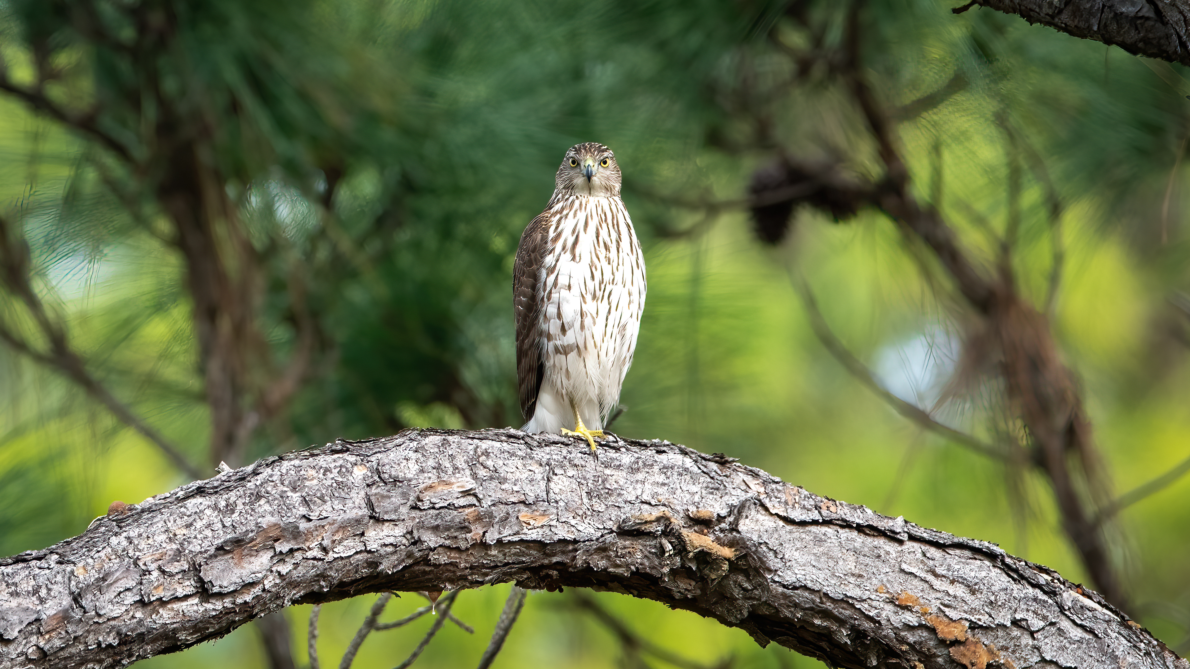 Cooper's Hawk