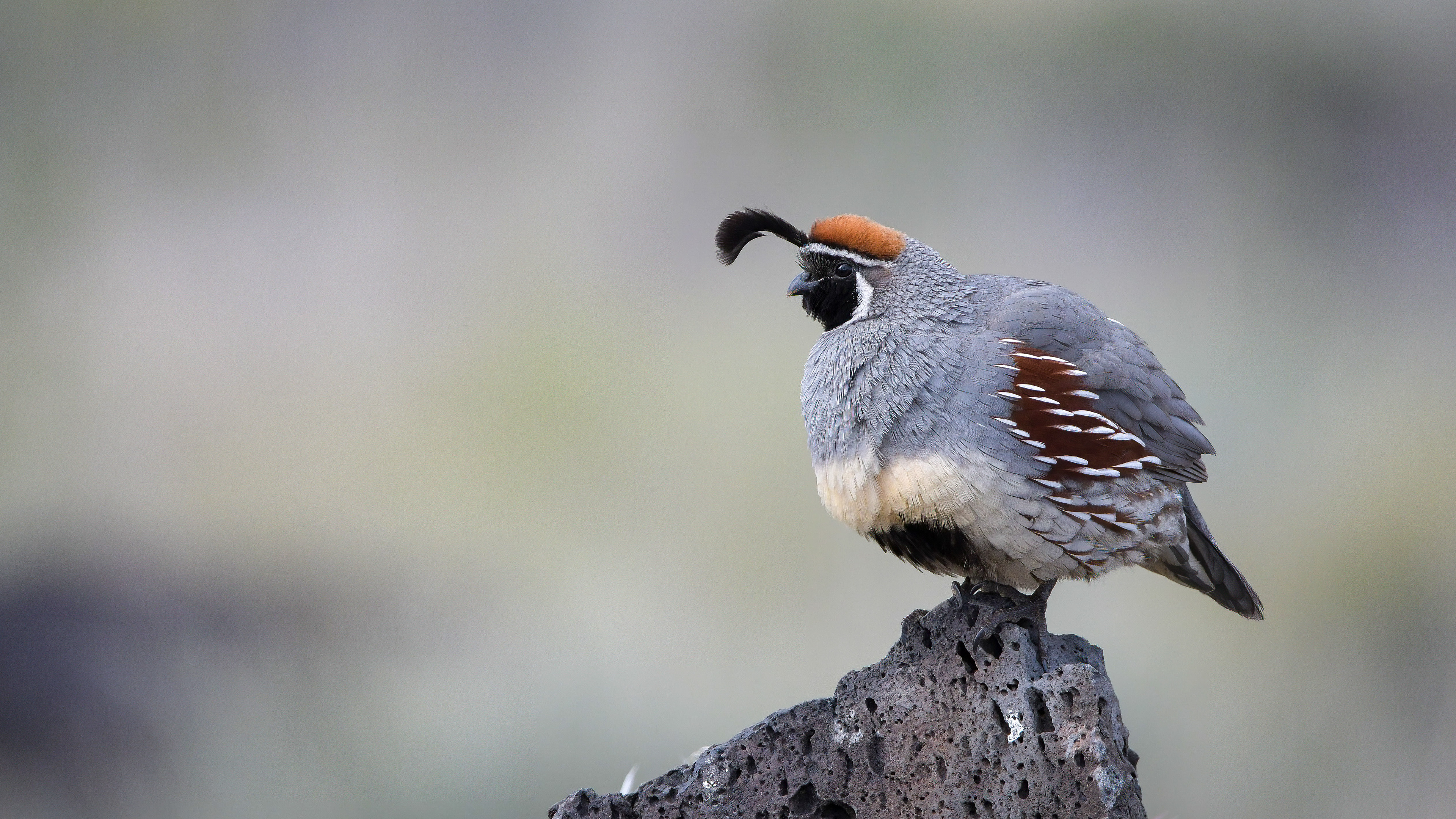 Gambel's Quail