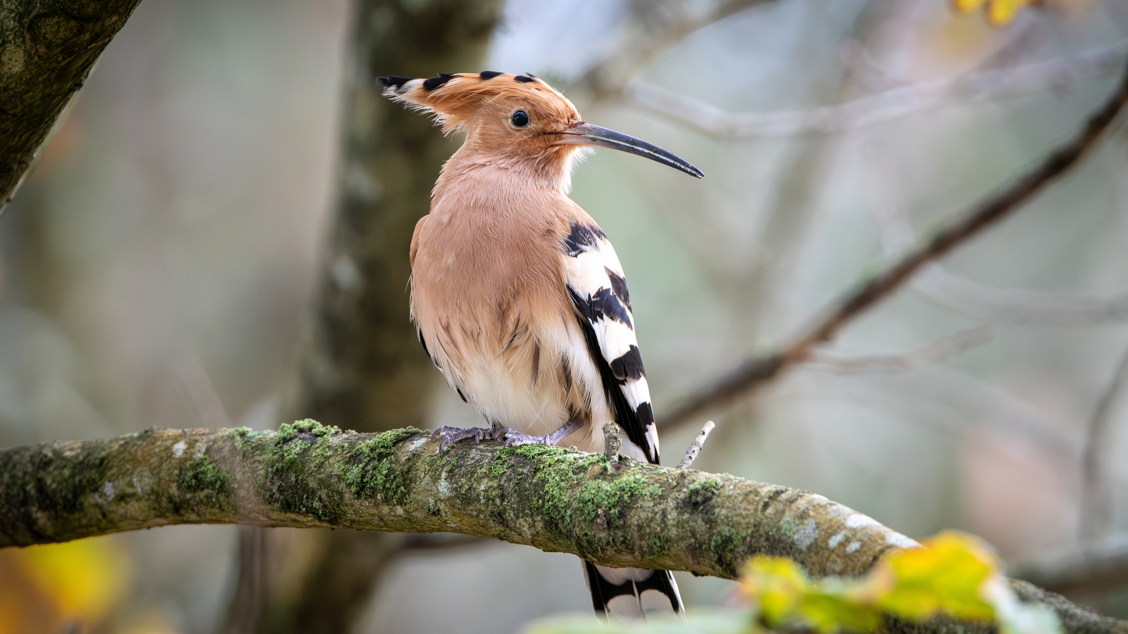 Eurasian Hoopoe