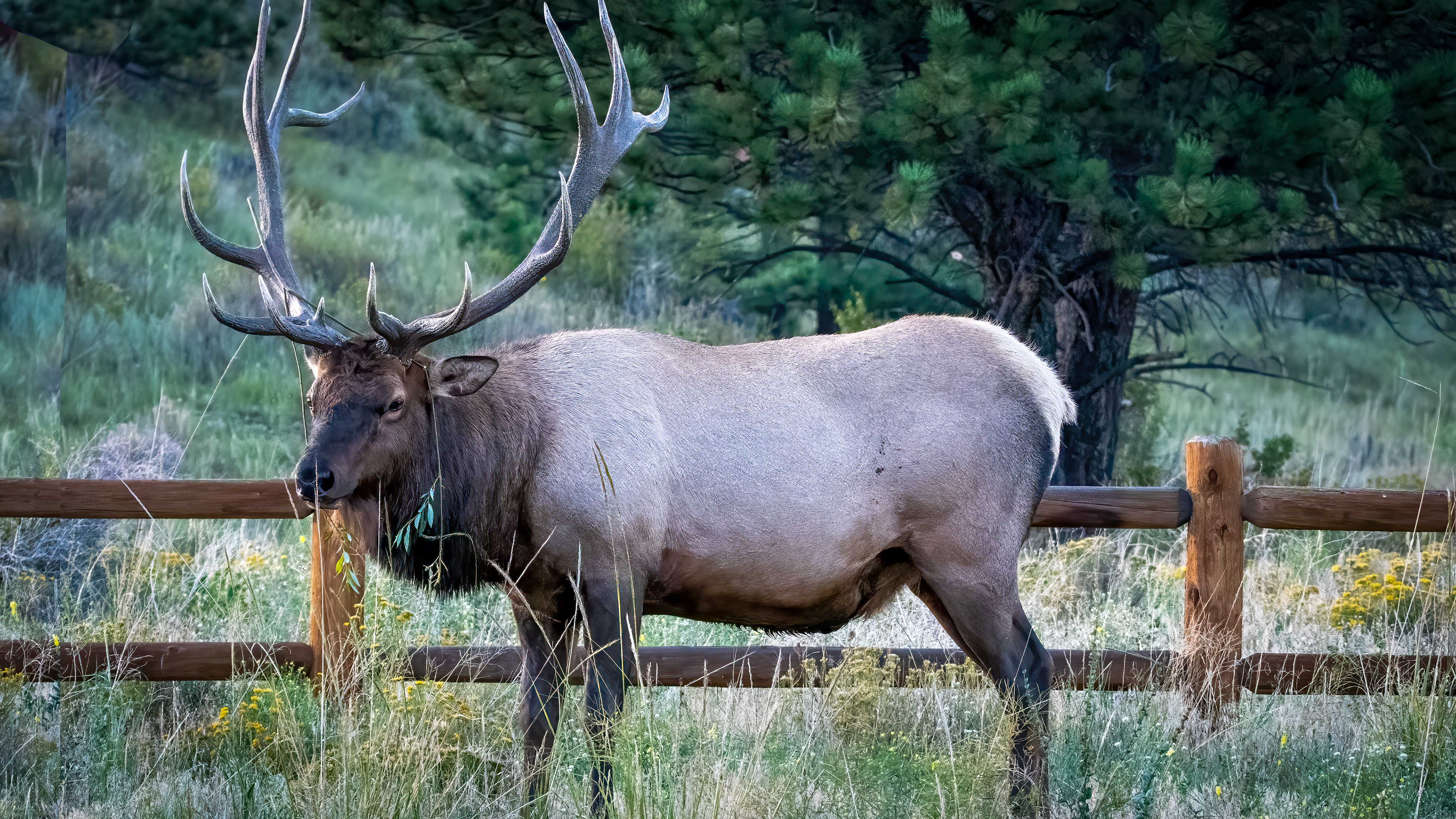 Bull Elk