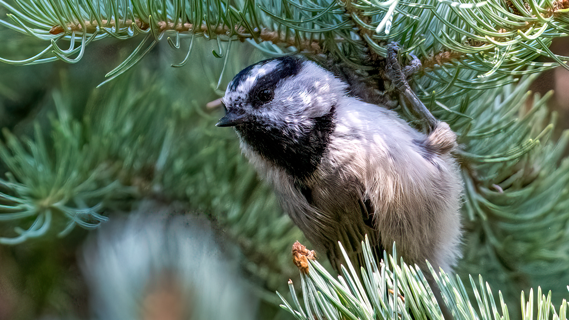 Mountain Chickadee