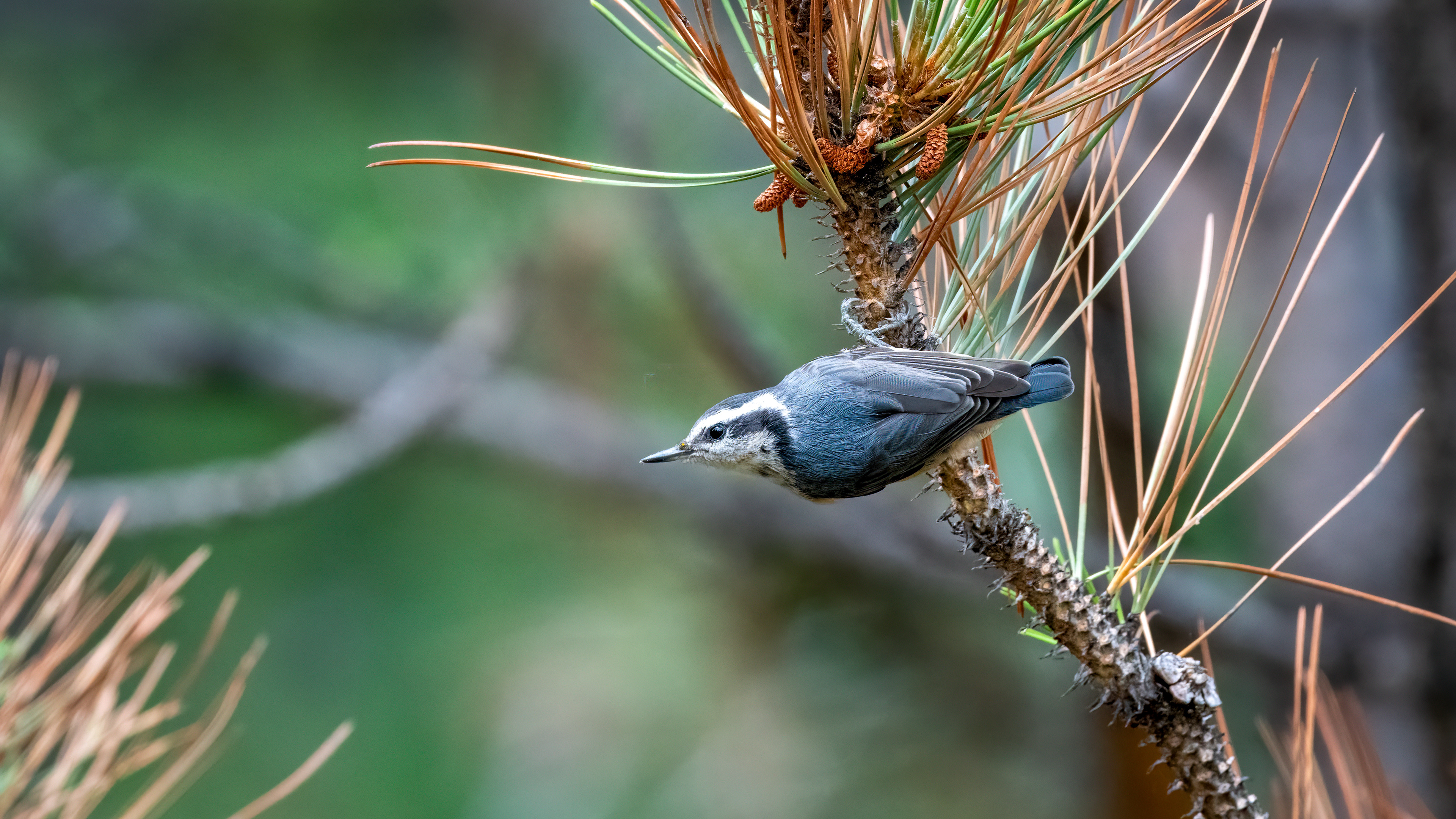 Red Breasted Nuthatch