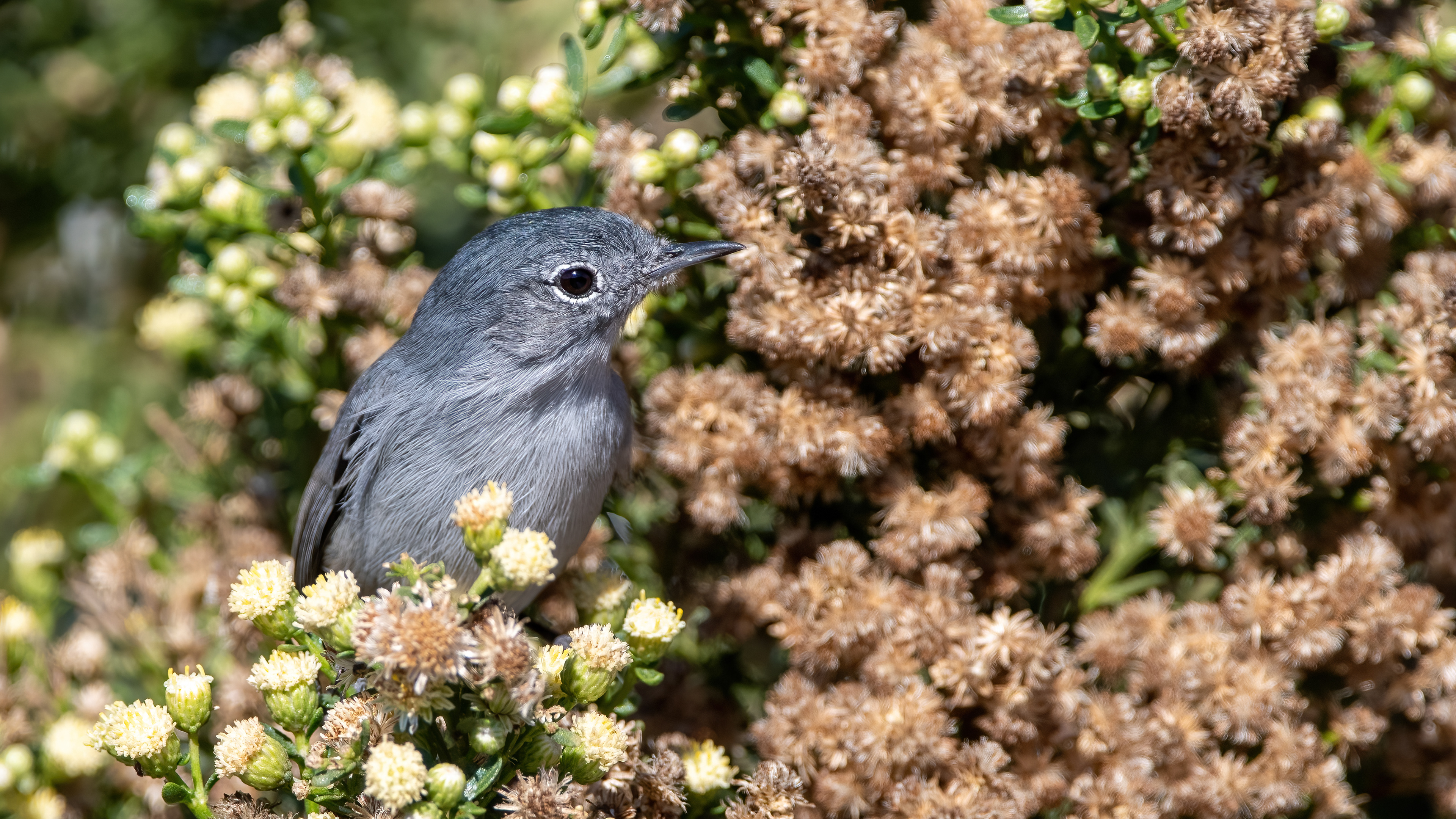 California Gnatcatcher