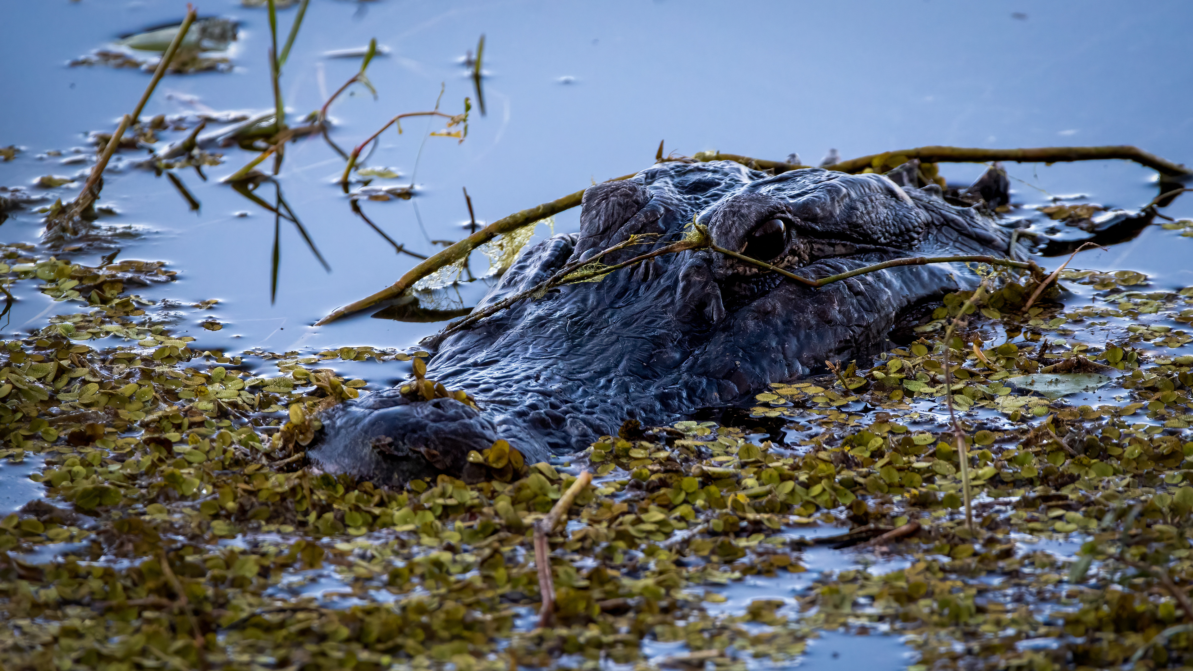 American Alligator