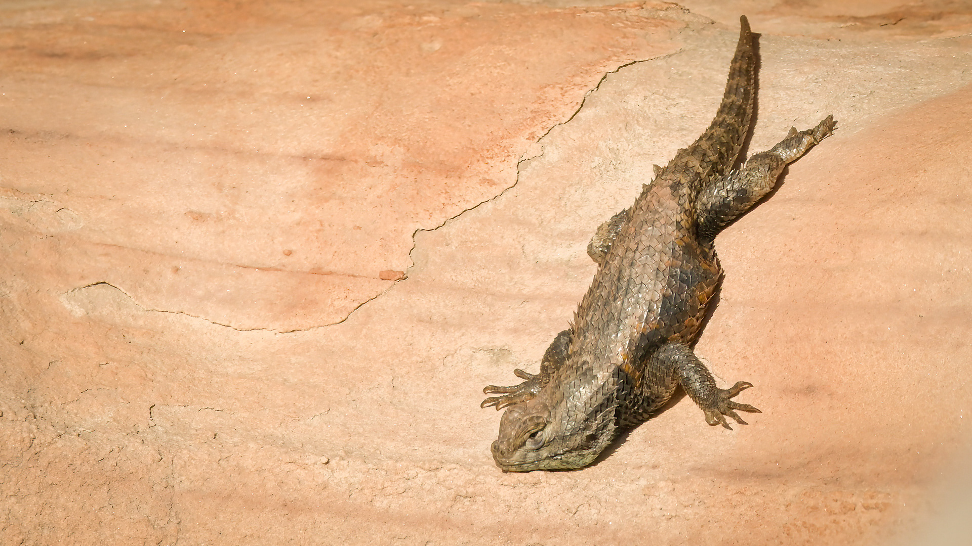 Yellow Backed Spiny Lizard 