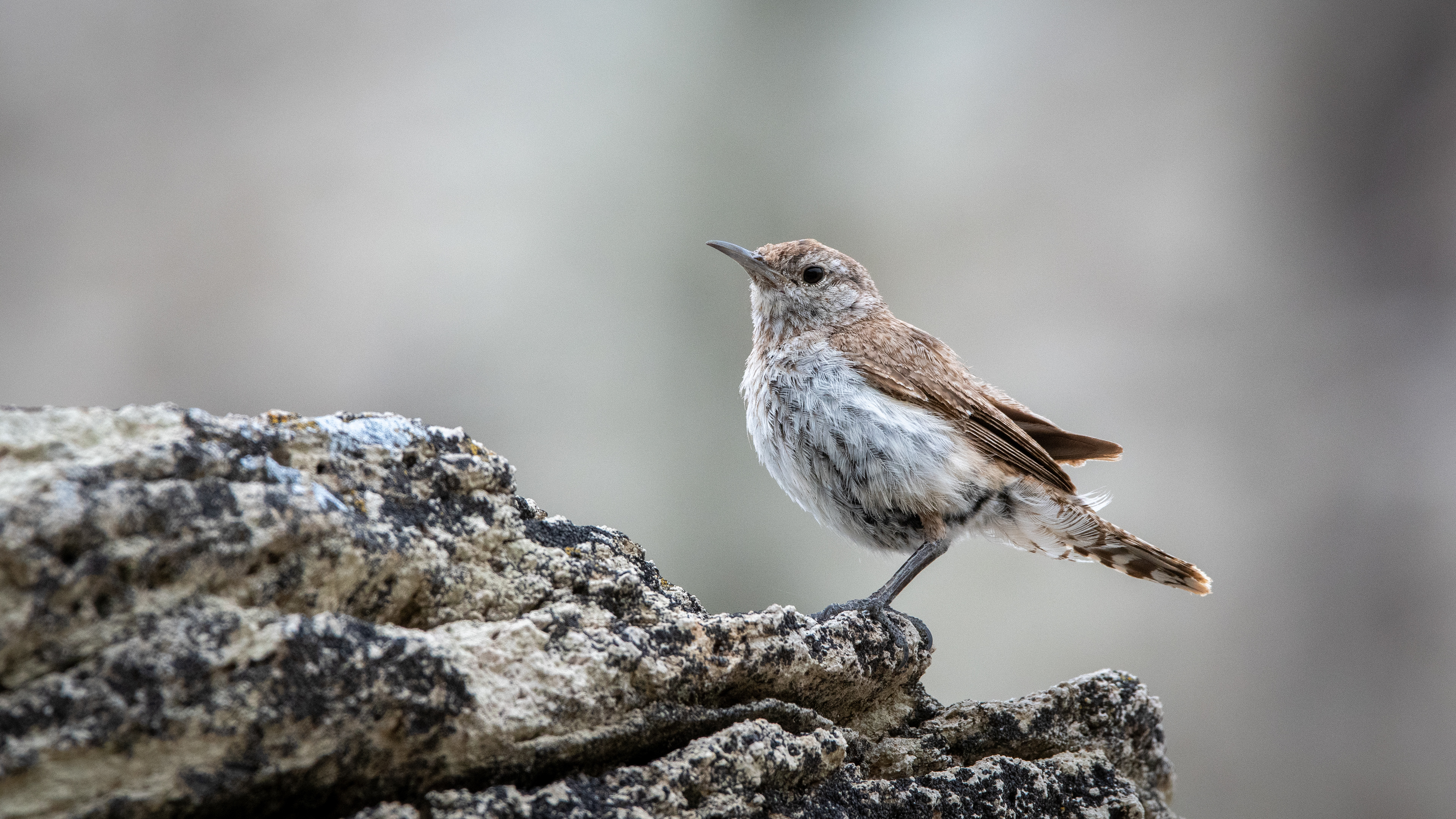 Rock Wren, my 500th Lifer!