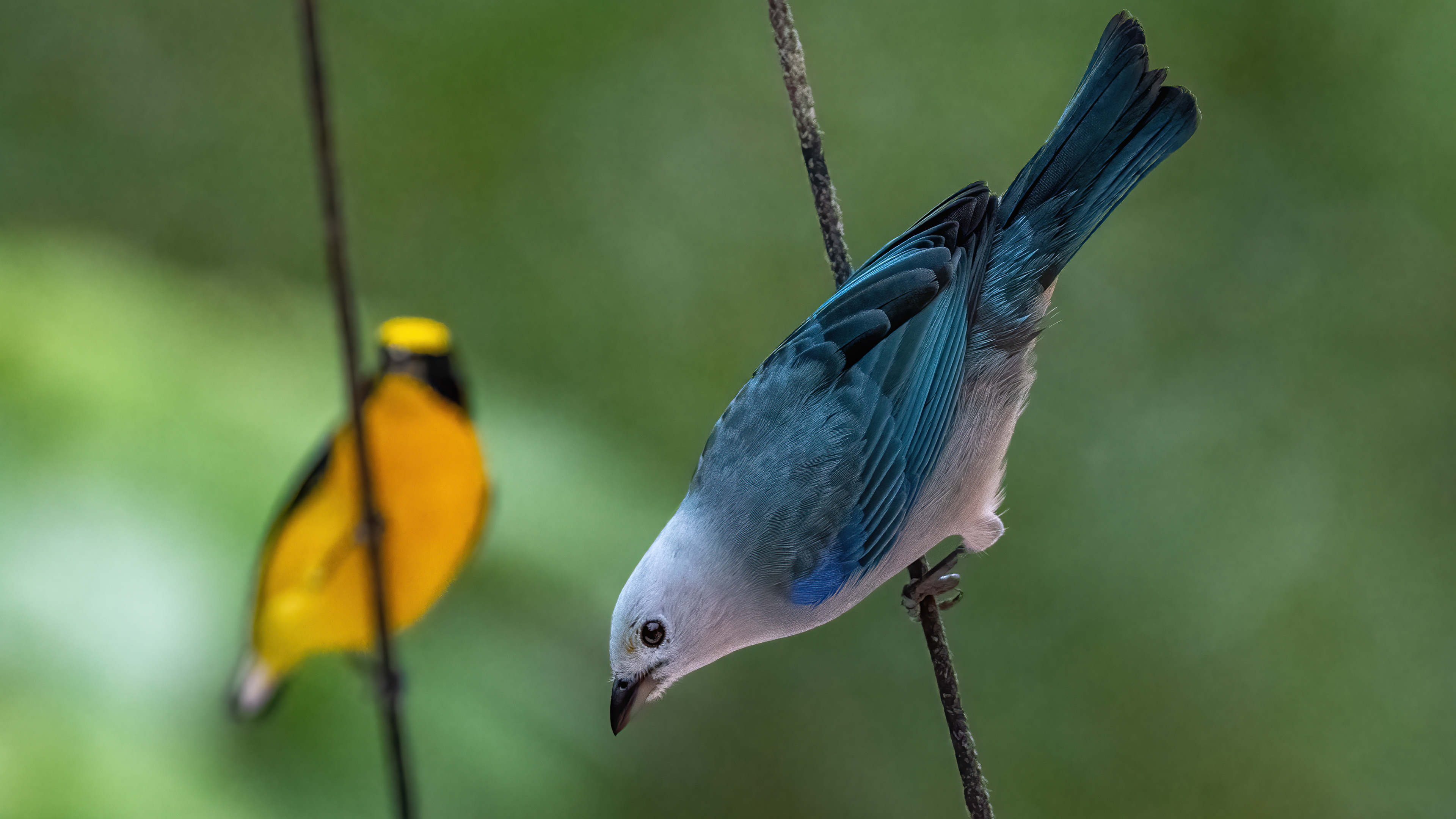 Blue Gray Tanager