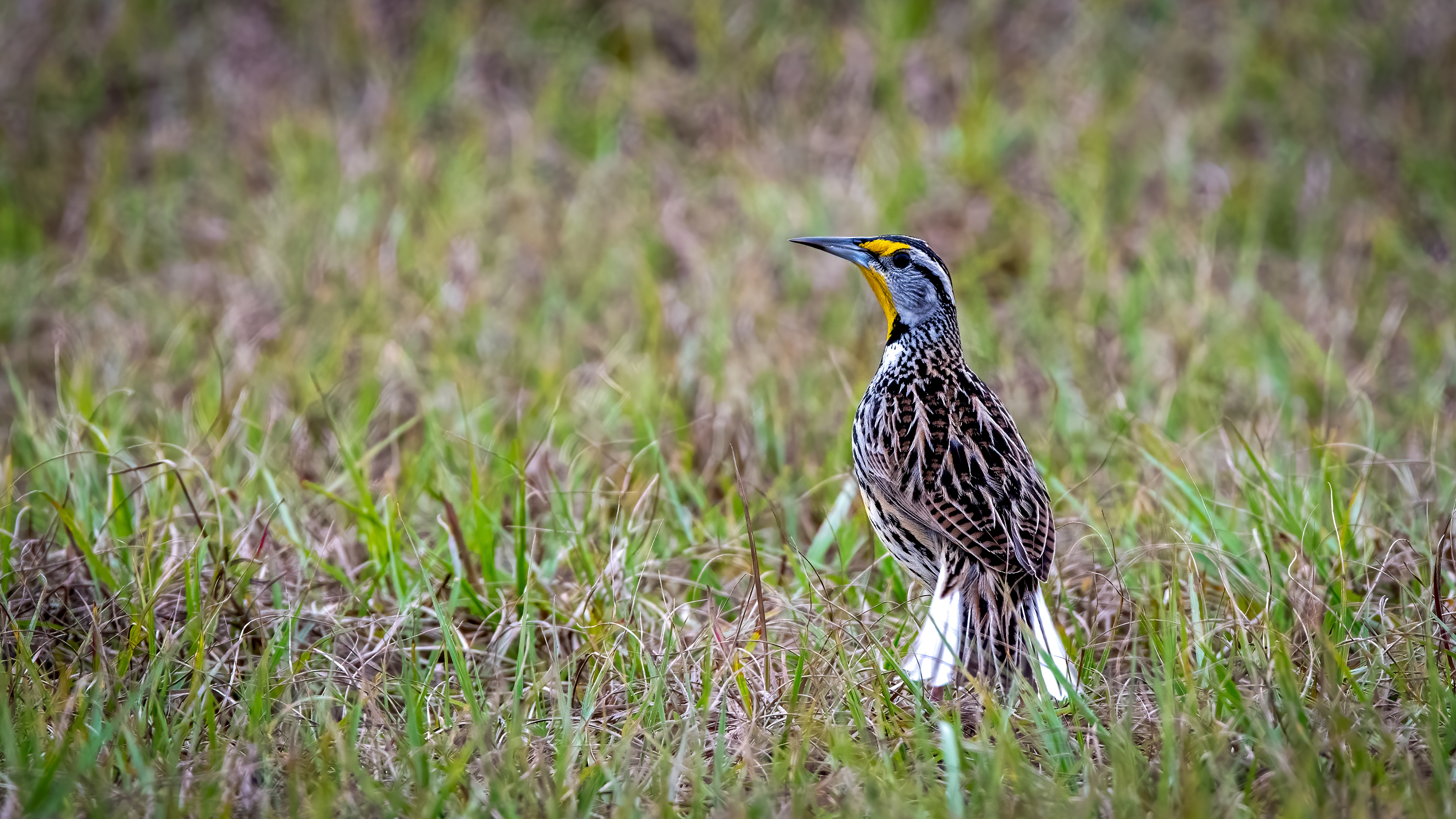 Eastern Meadowlark