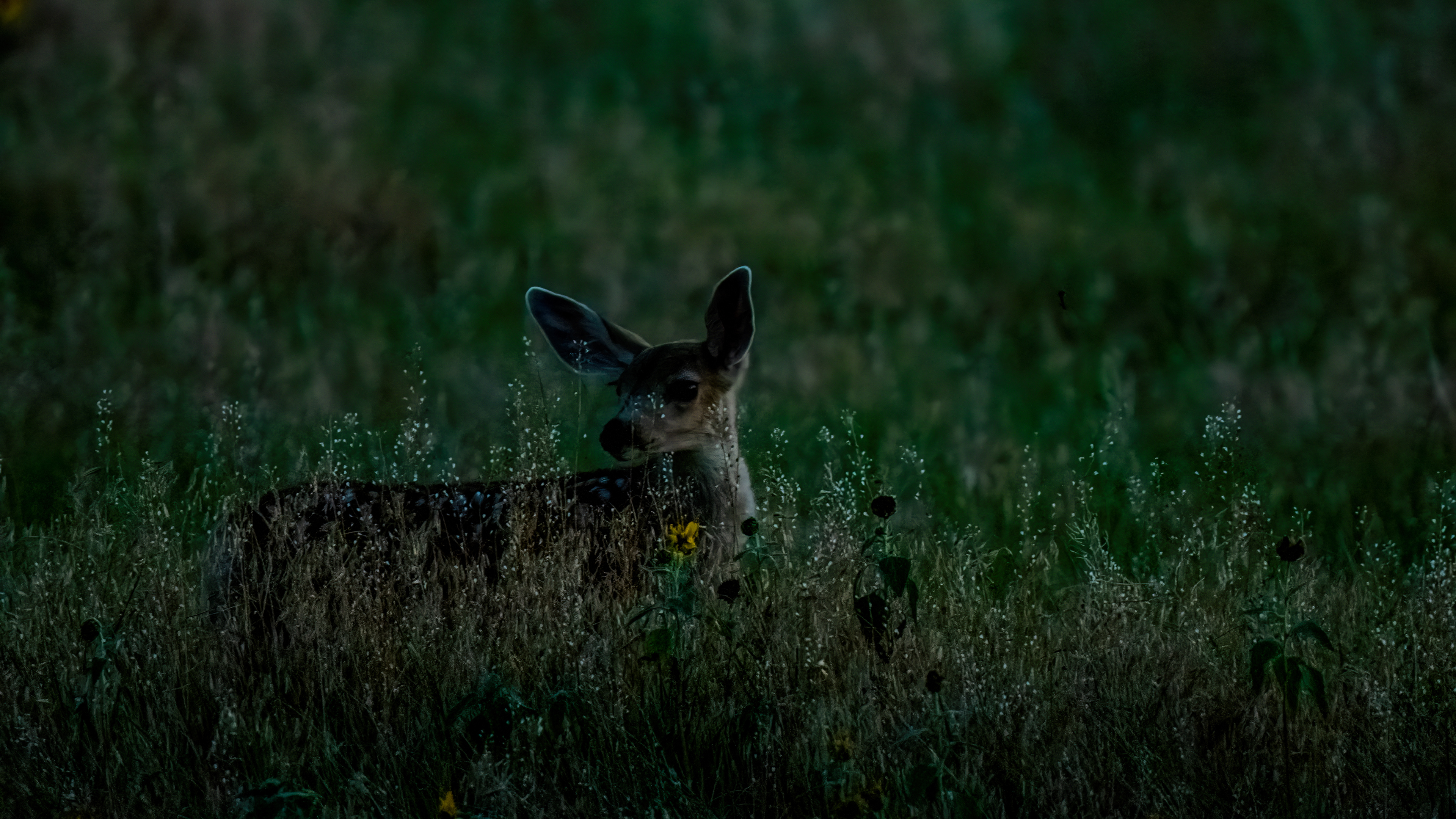 Mule Deer Fawn