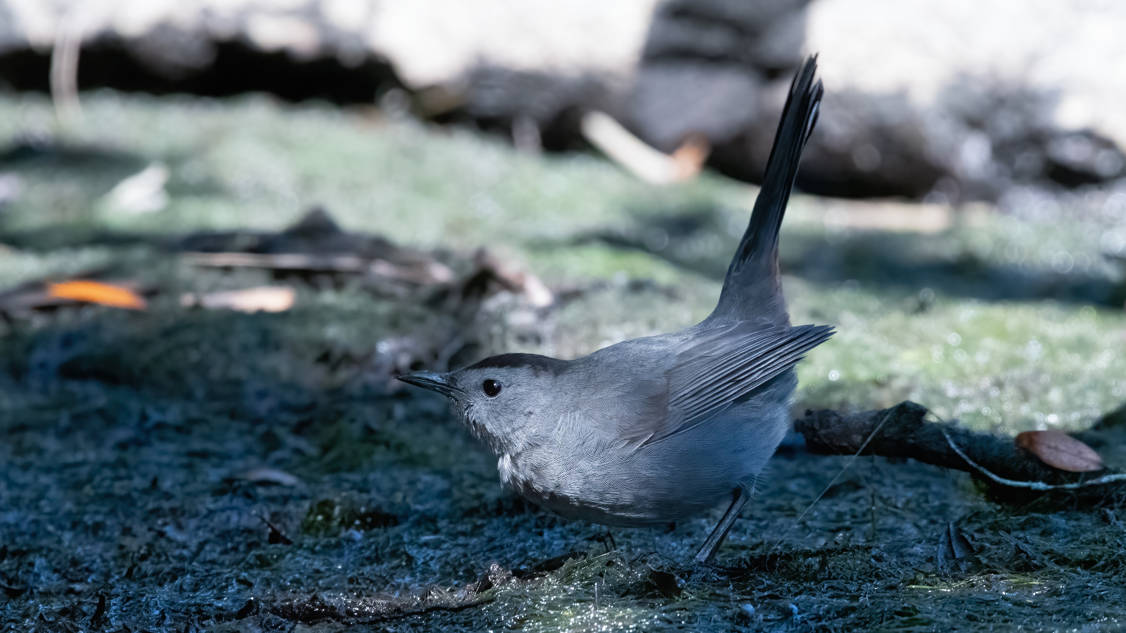 Gray Catbird