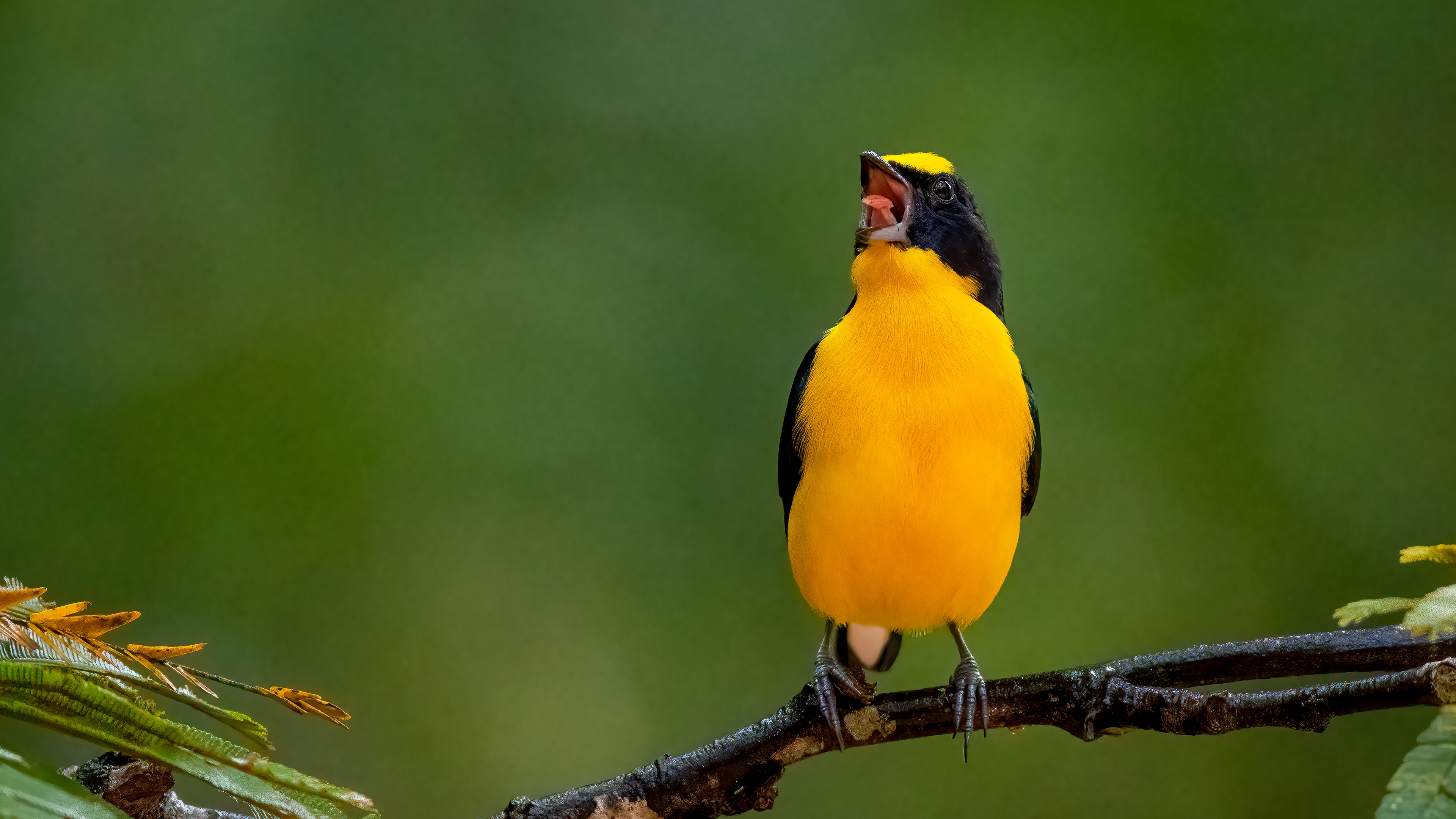 Thick Billed Euphonia
