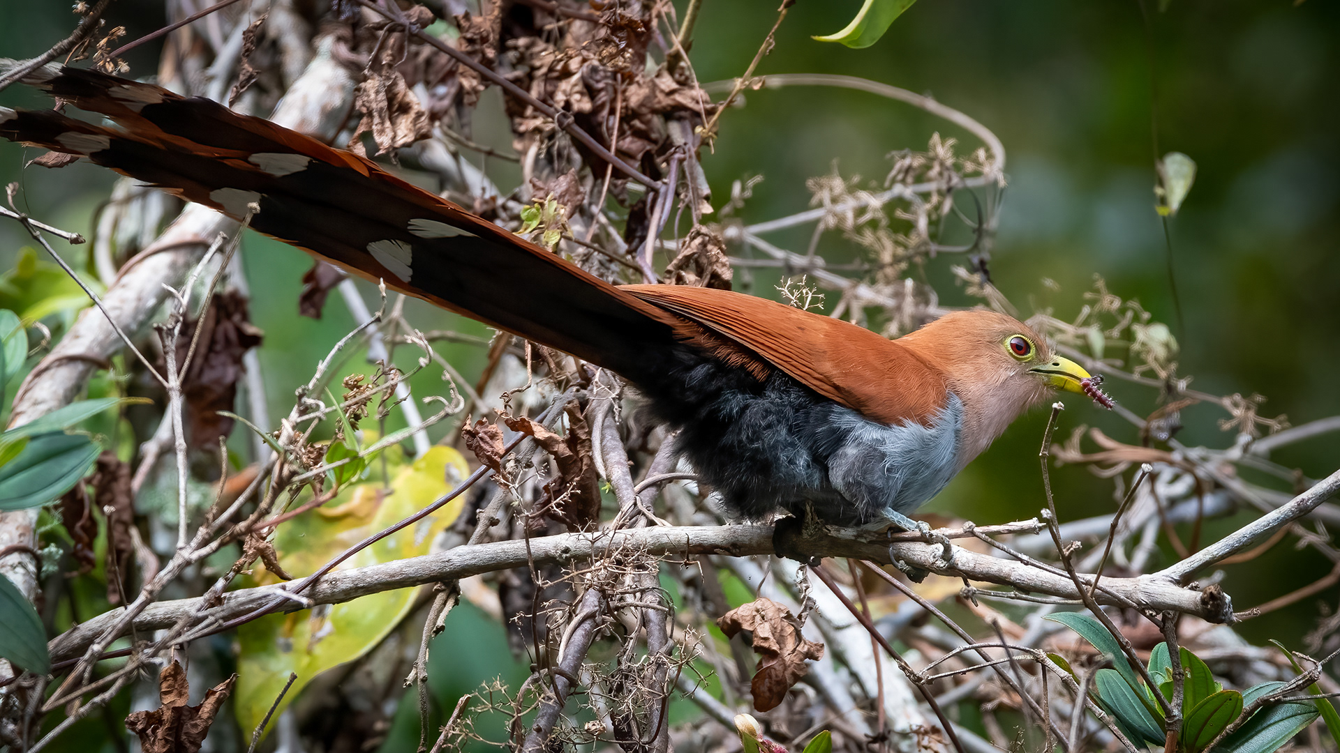 Squirrel Cuckoo