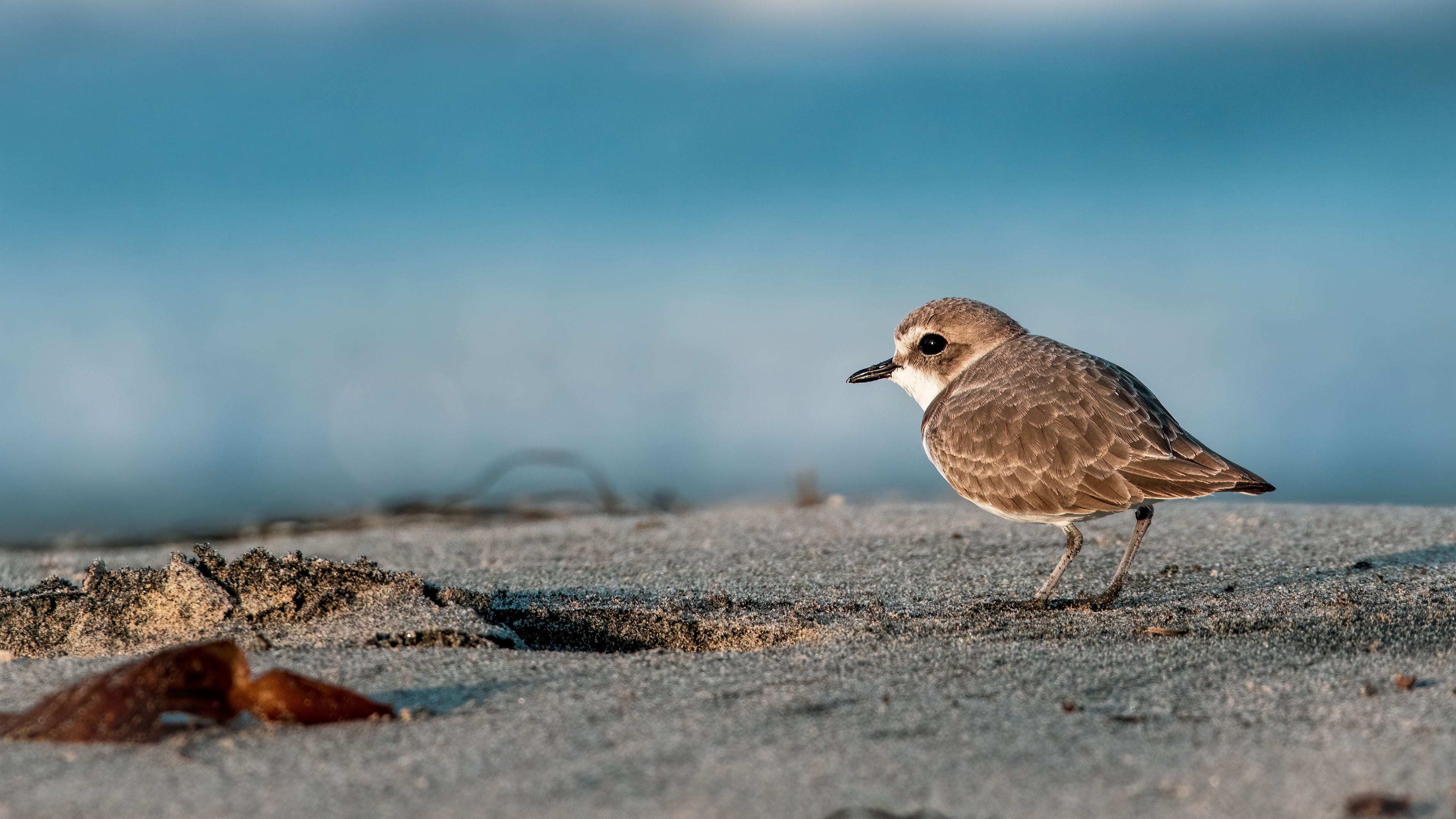 Snowy Plover