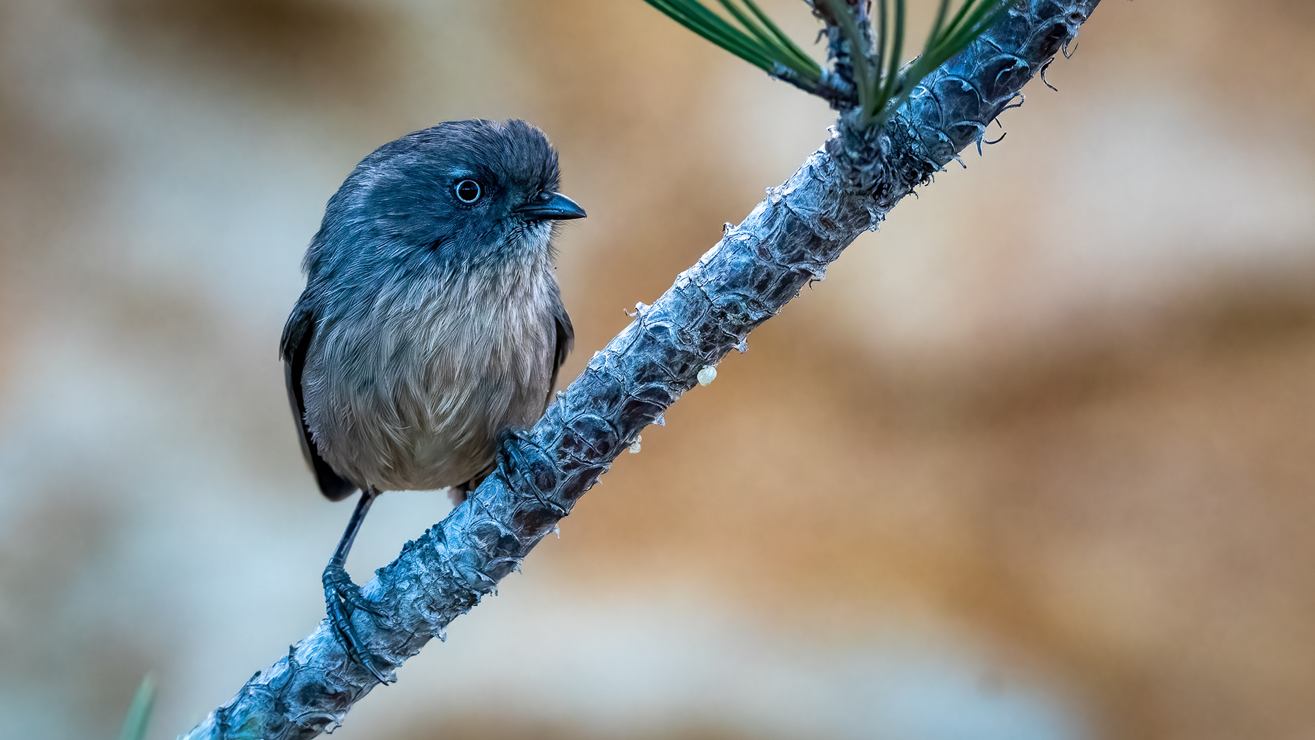 Wrentit