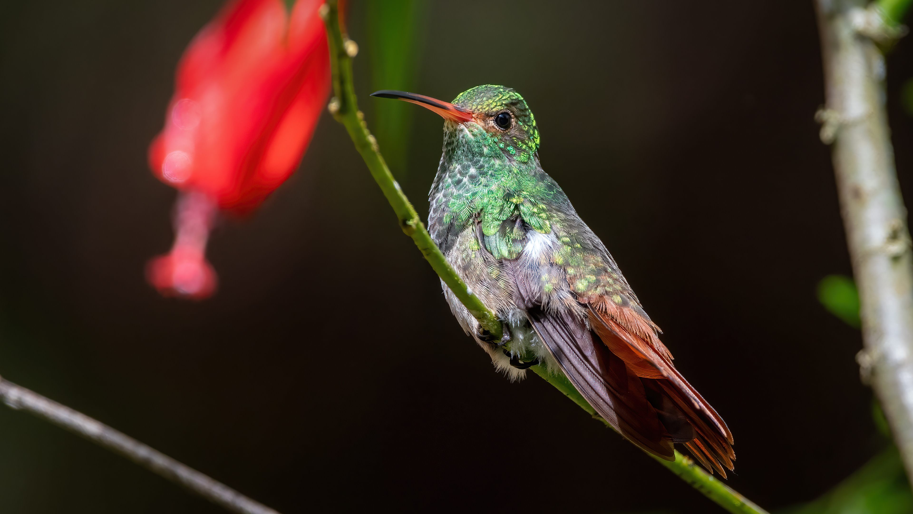 Rufous Tailed Hummingbird
