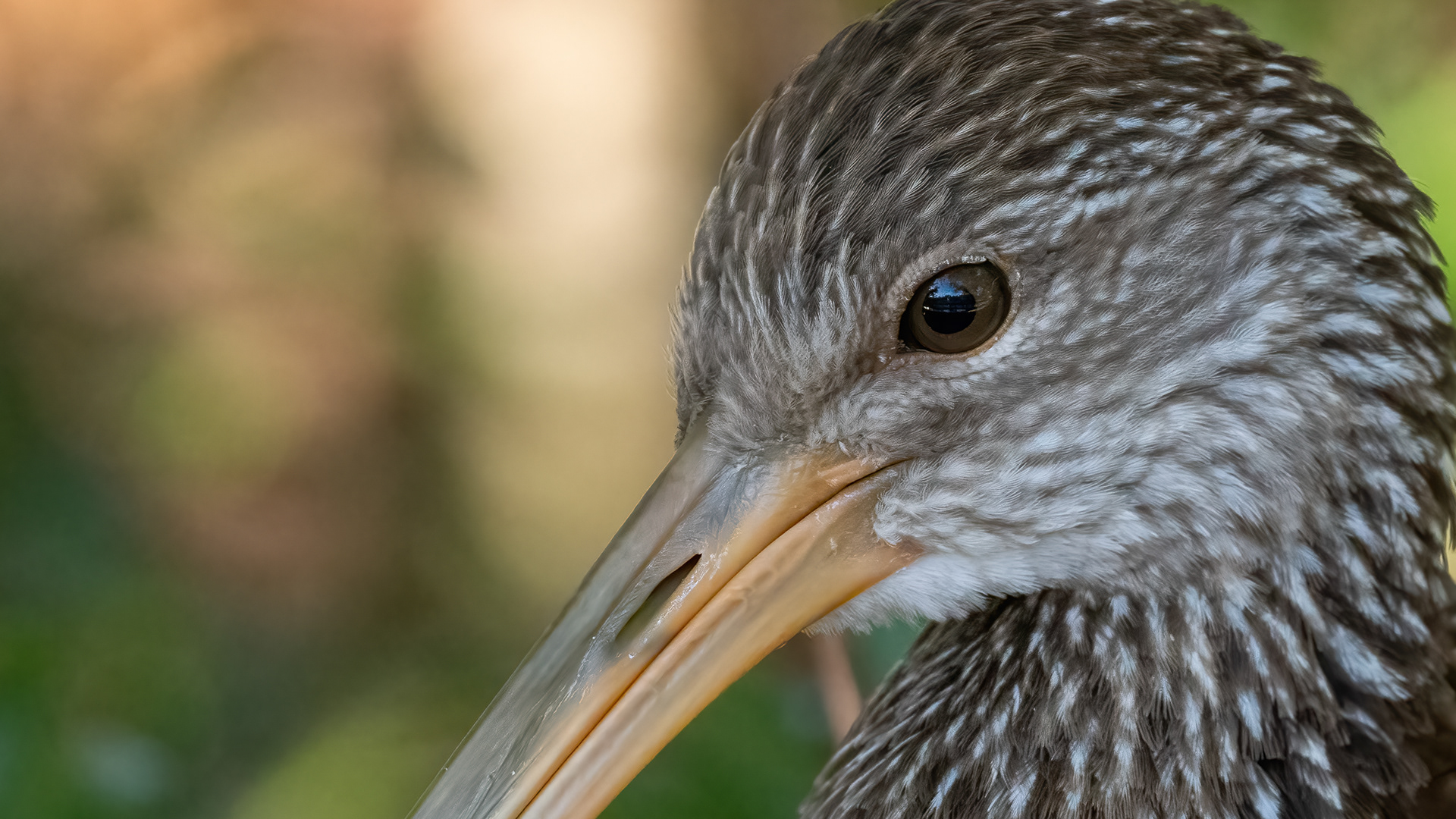 Limpkin
