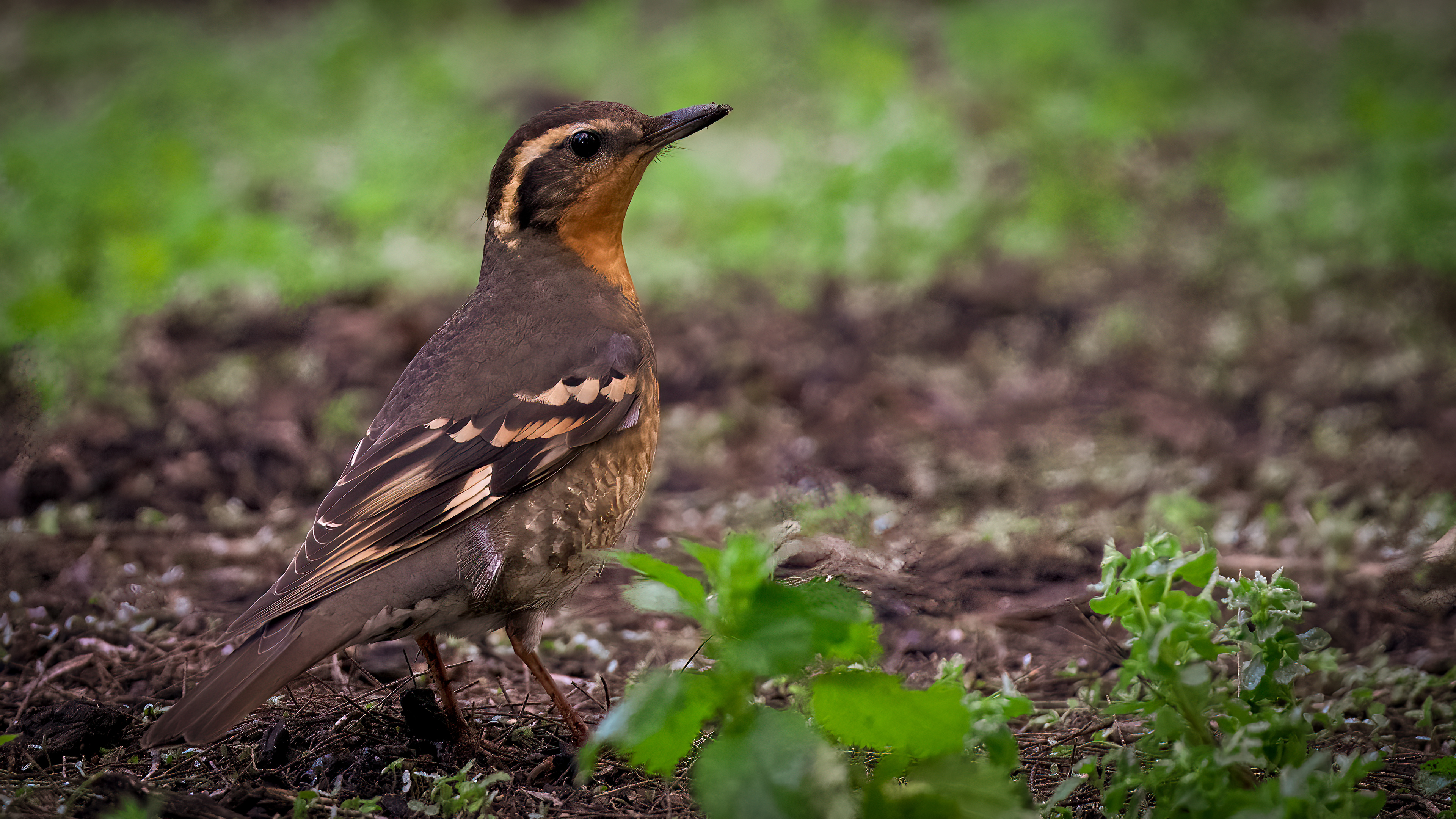 Varied Thrush