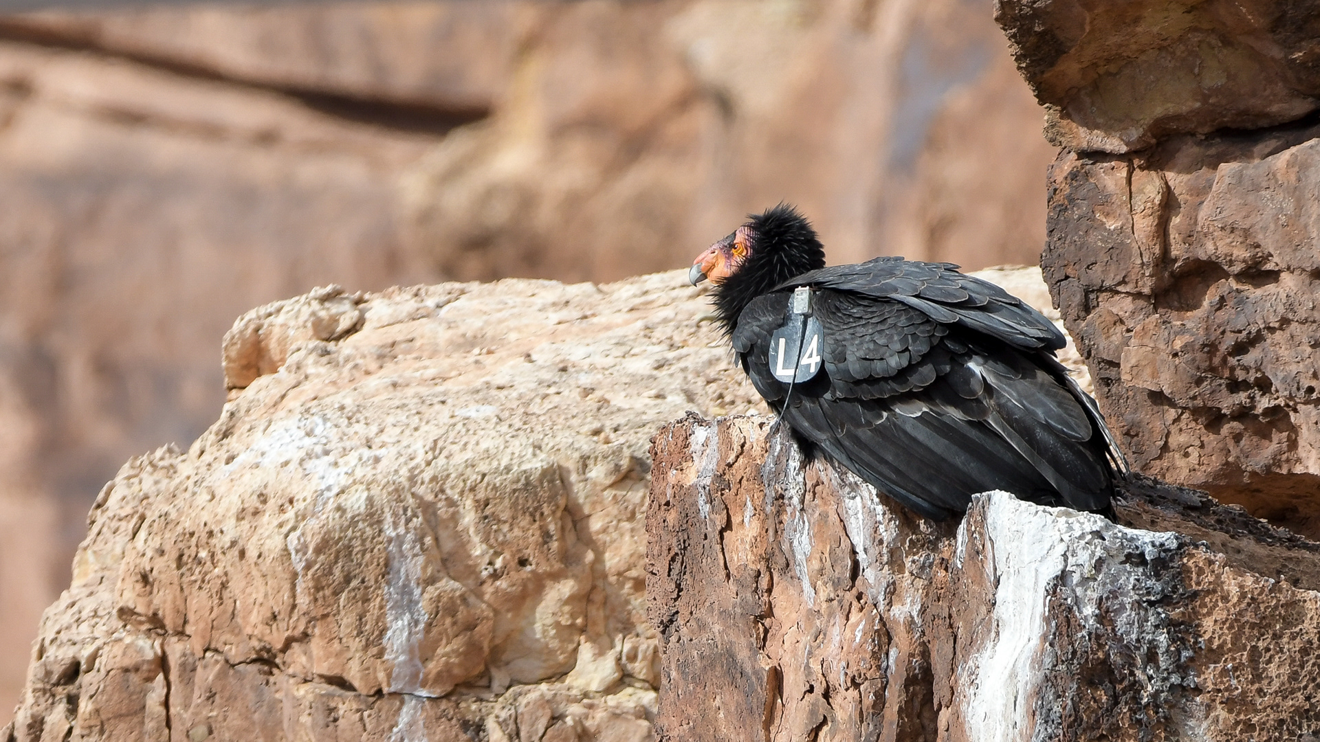 California Condor