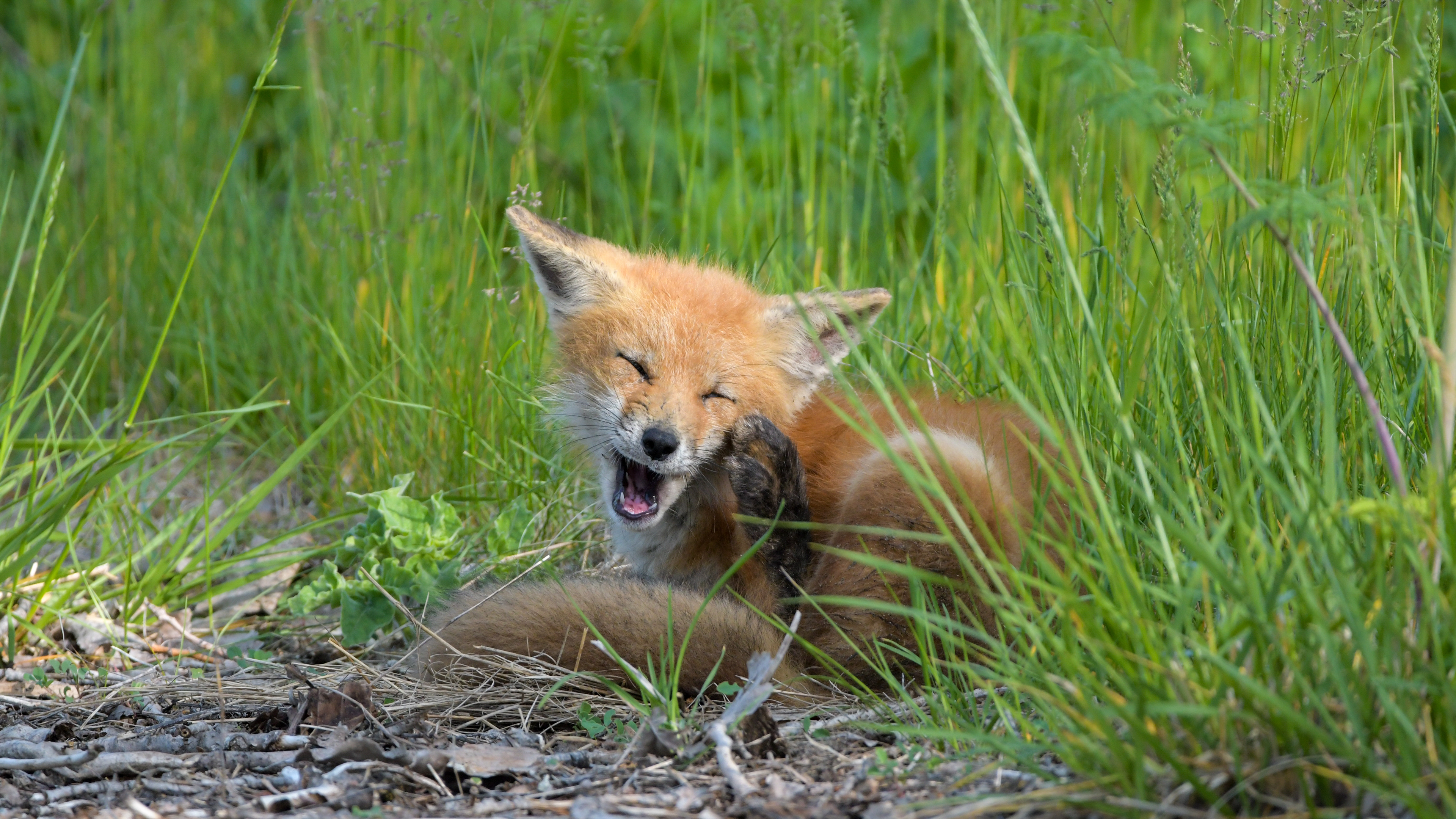 Red Fox Kit