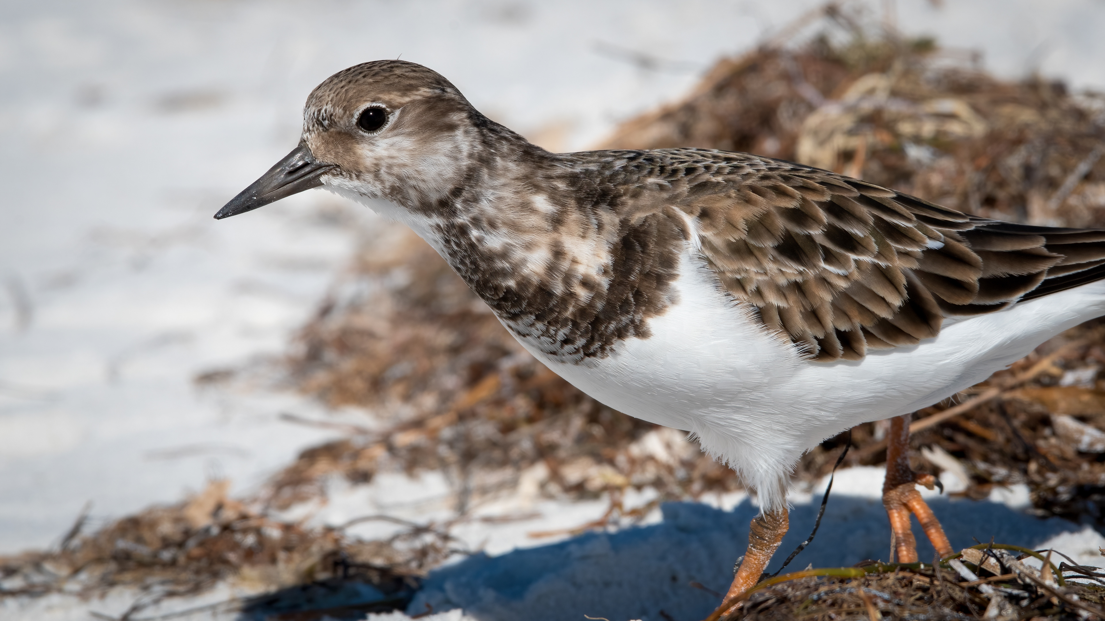 Ruddy Turnstone