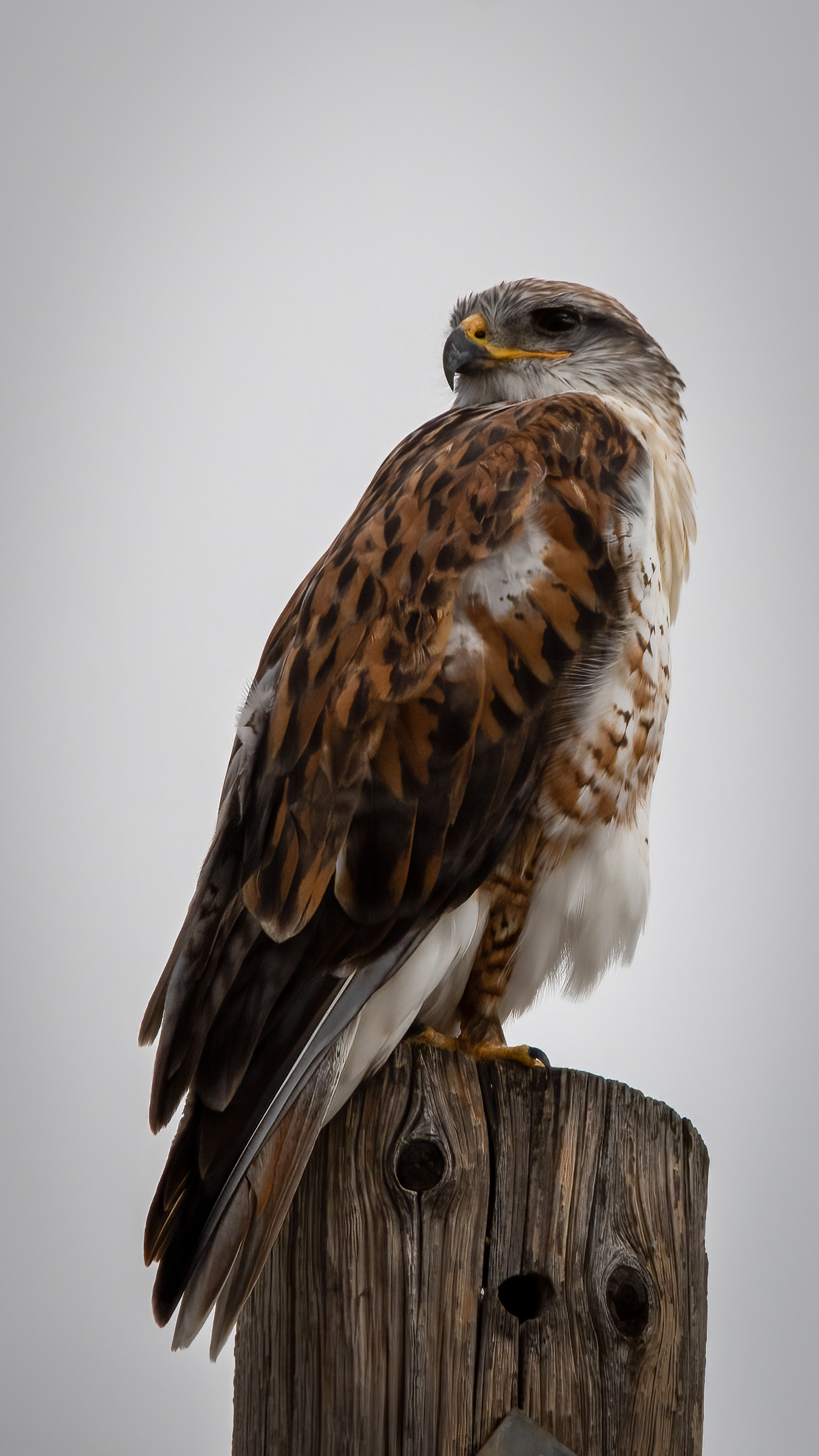 Ferruginous Hawk