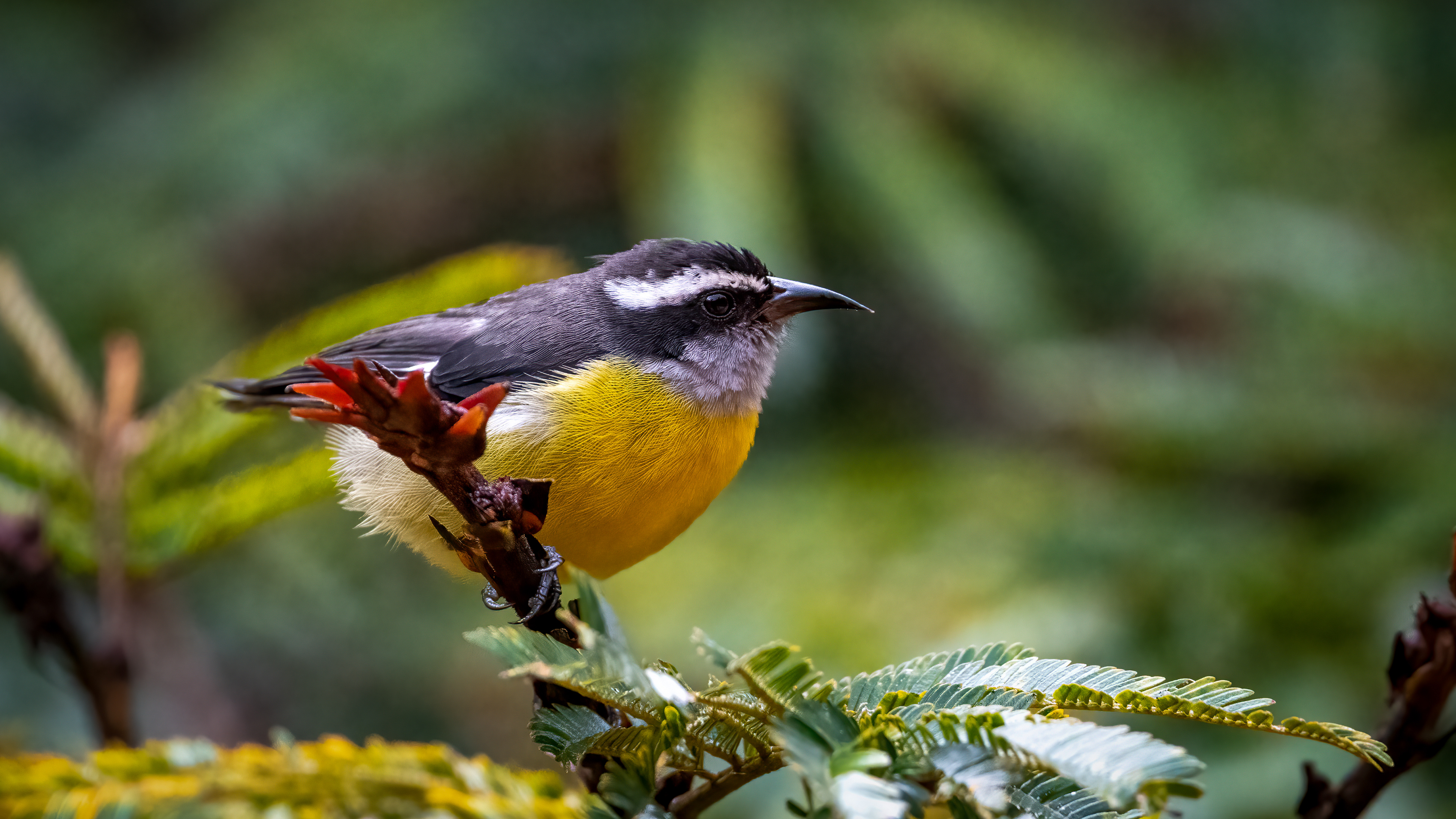 Bananaquit