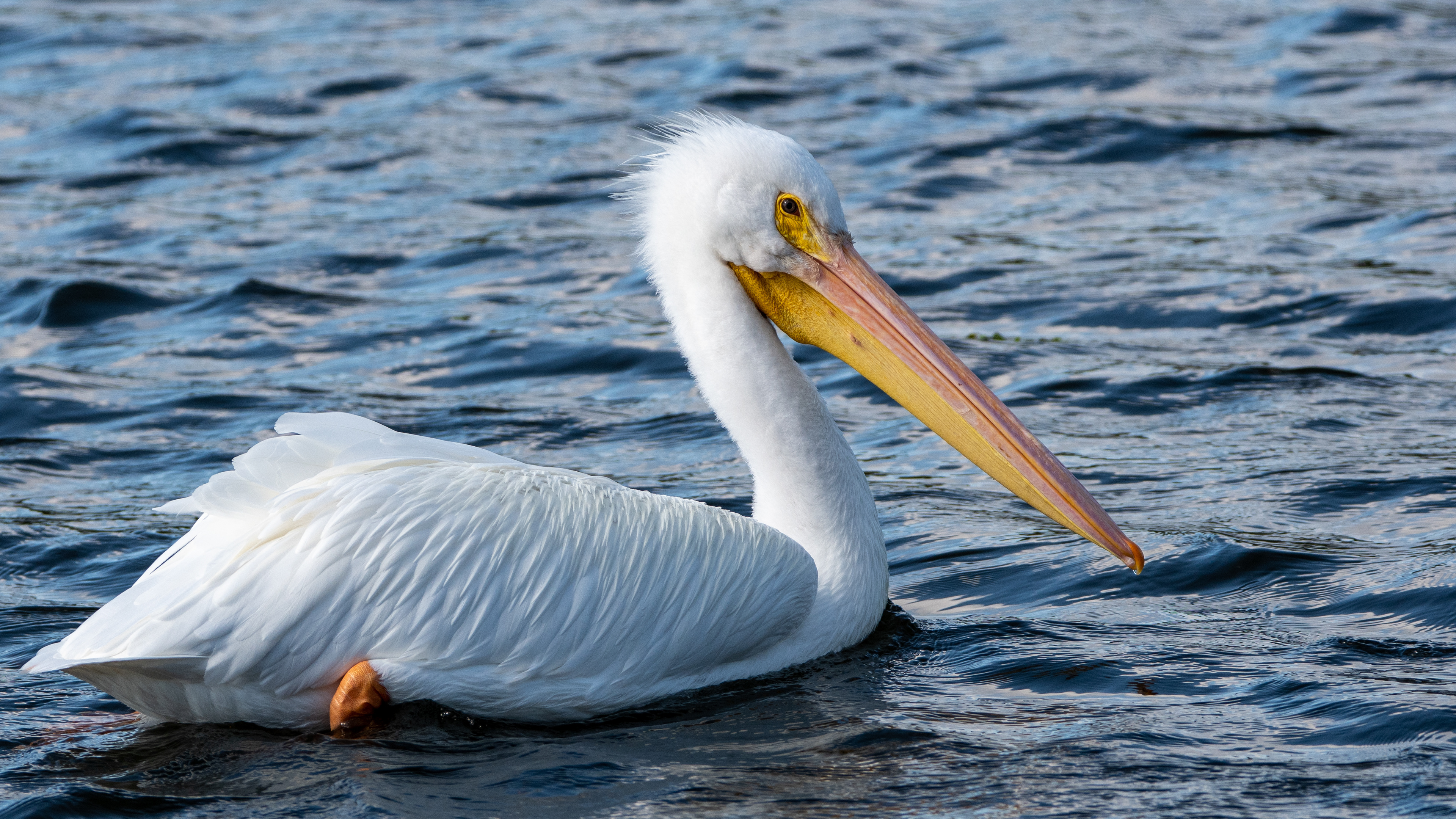 American White Pelican