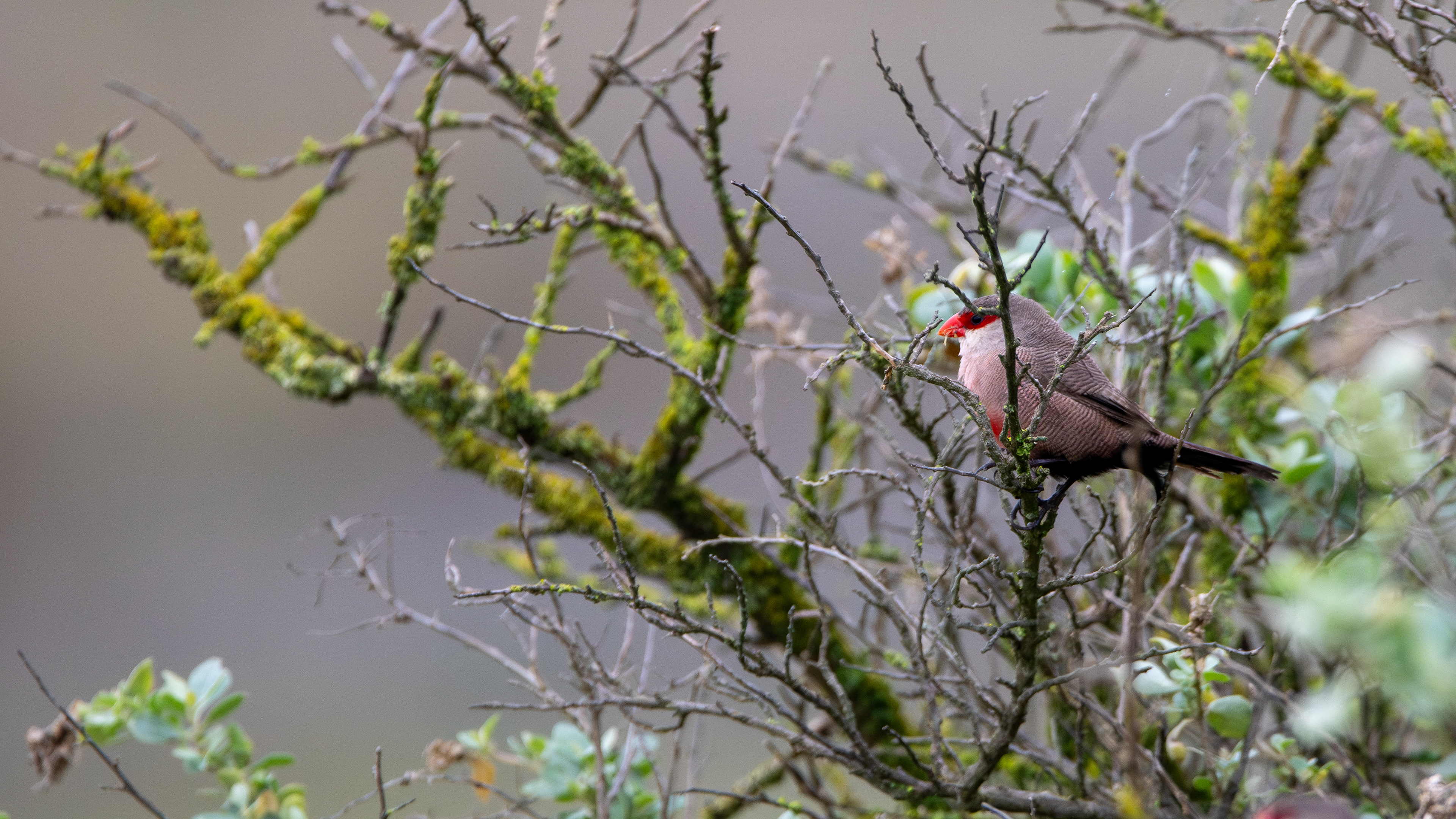 Eurasian Waxbill